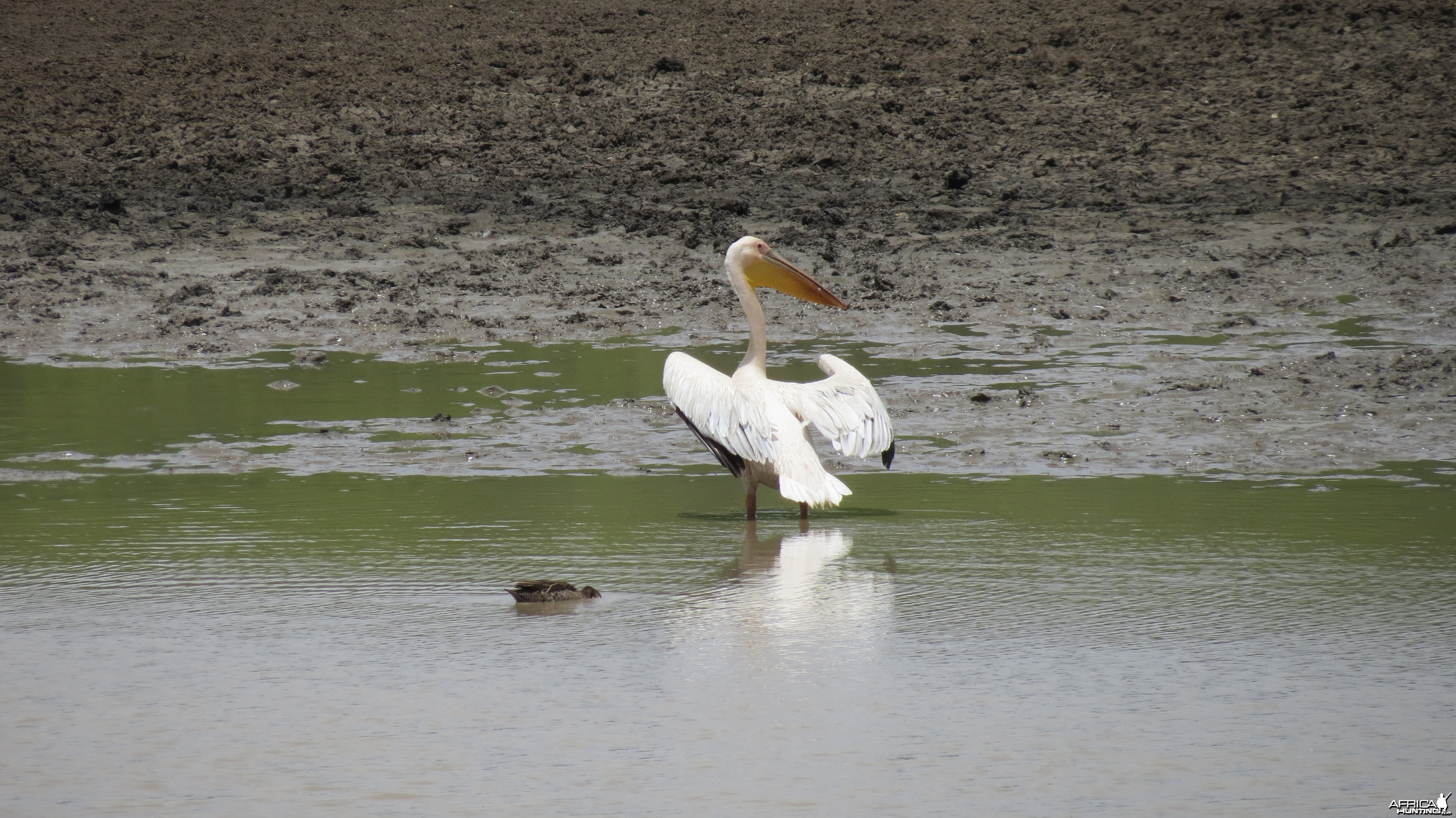 Pelican Namibia