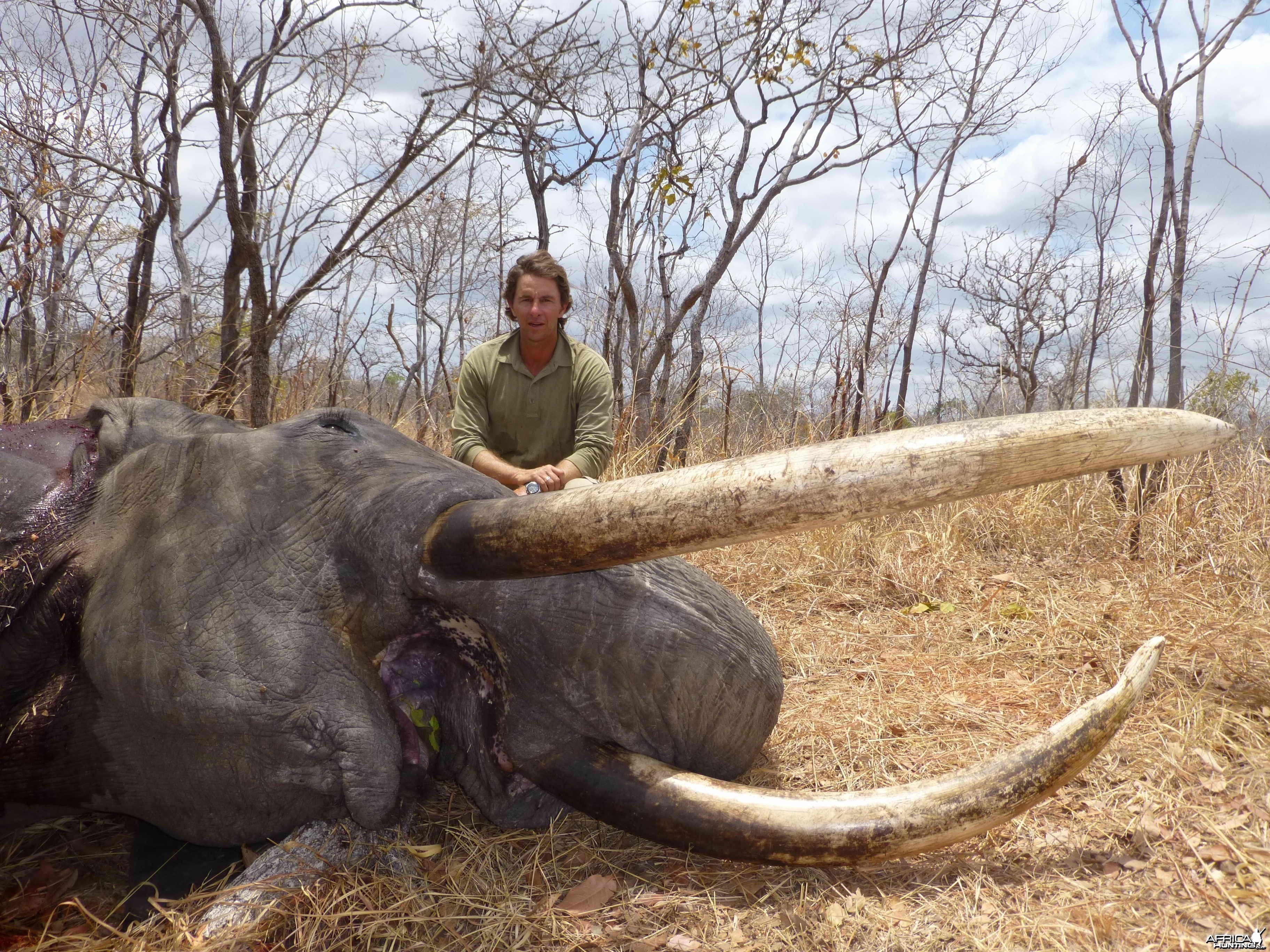 Elephant Selous 82 pounds, 2m05