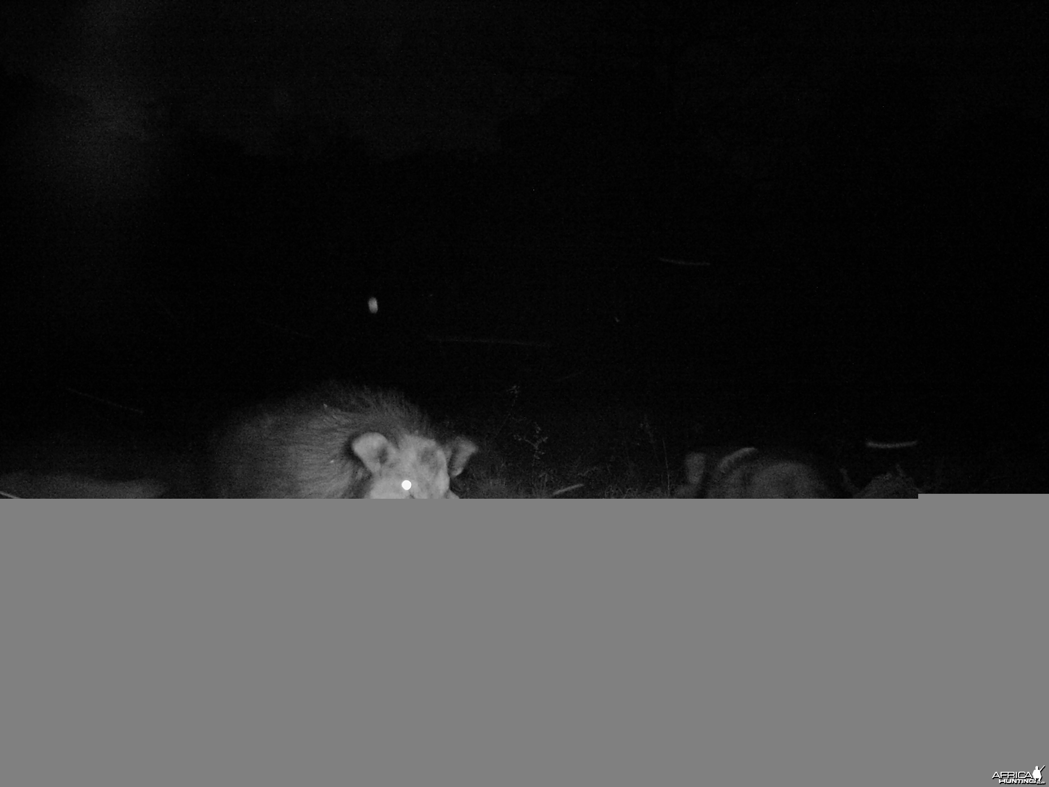 Giant Forest Hog on Trail Camera