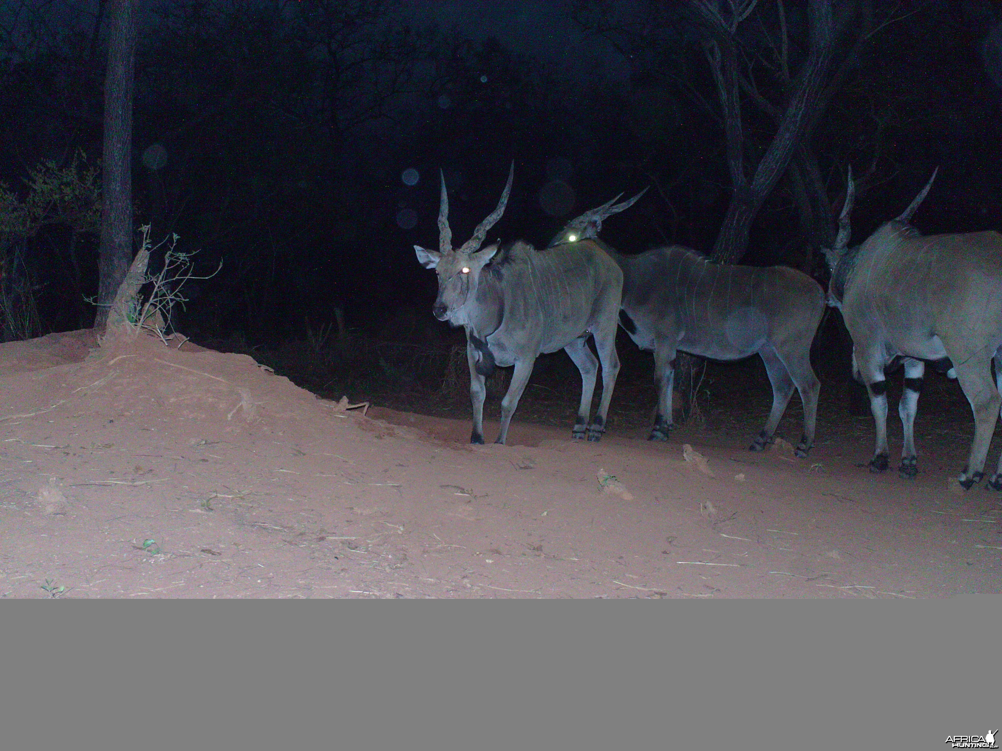 Giant Eland on Trail Camera