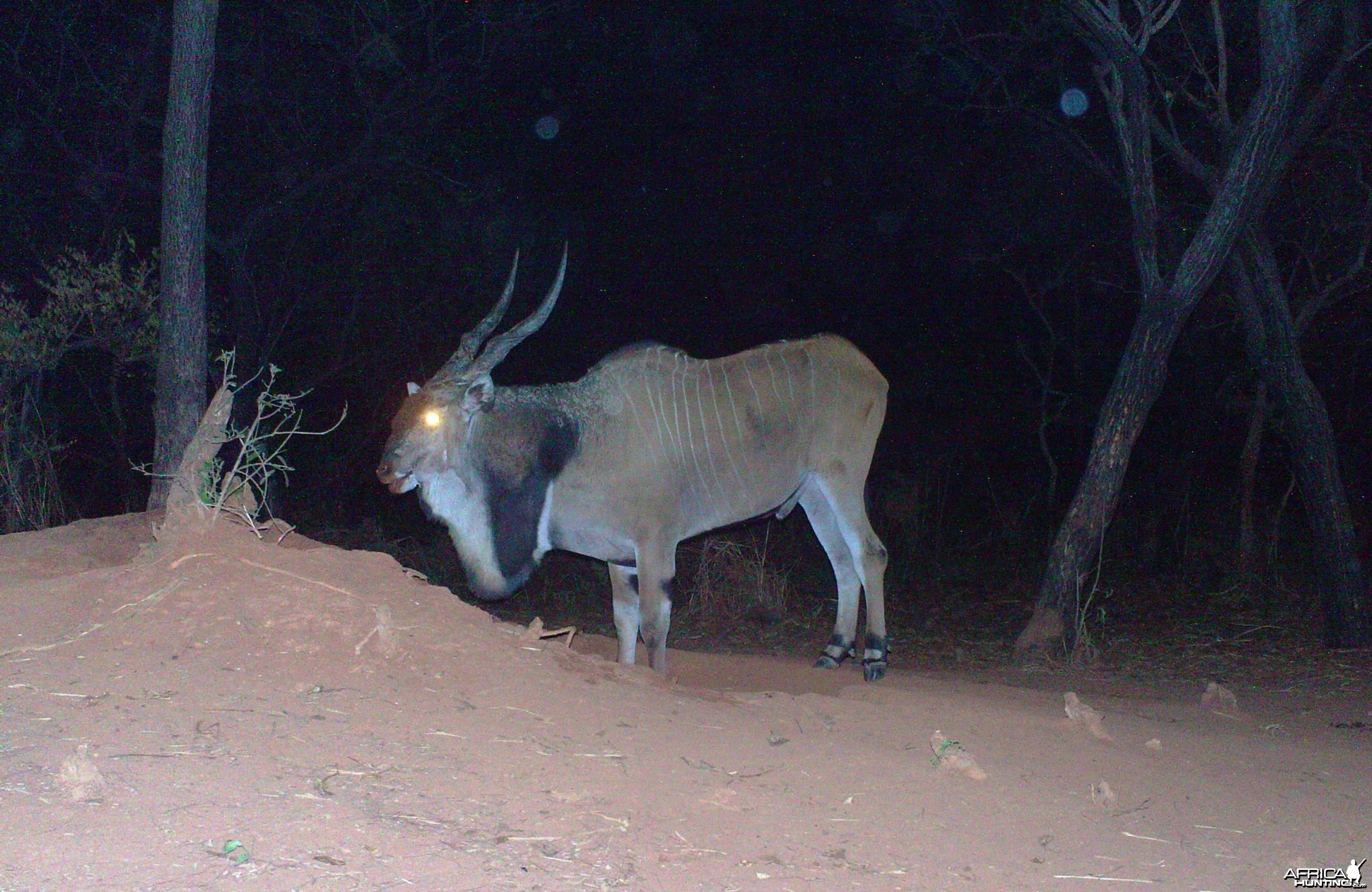 Giant Eland on Trail Camera