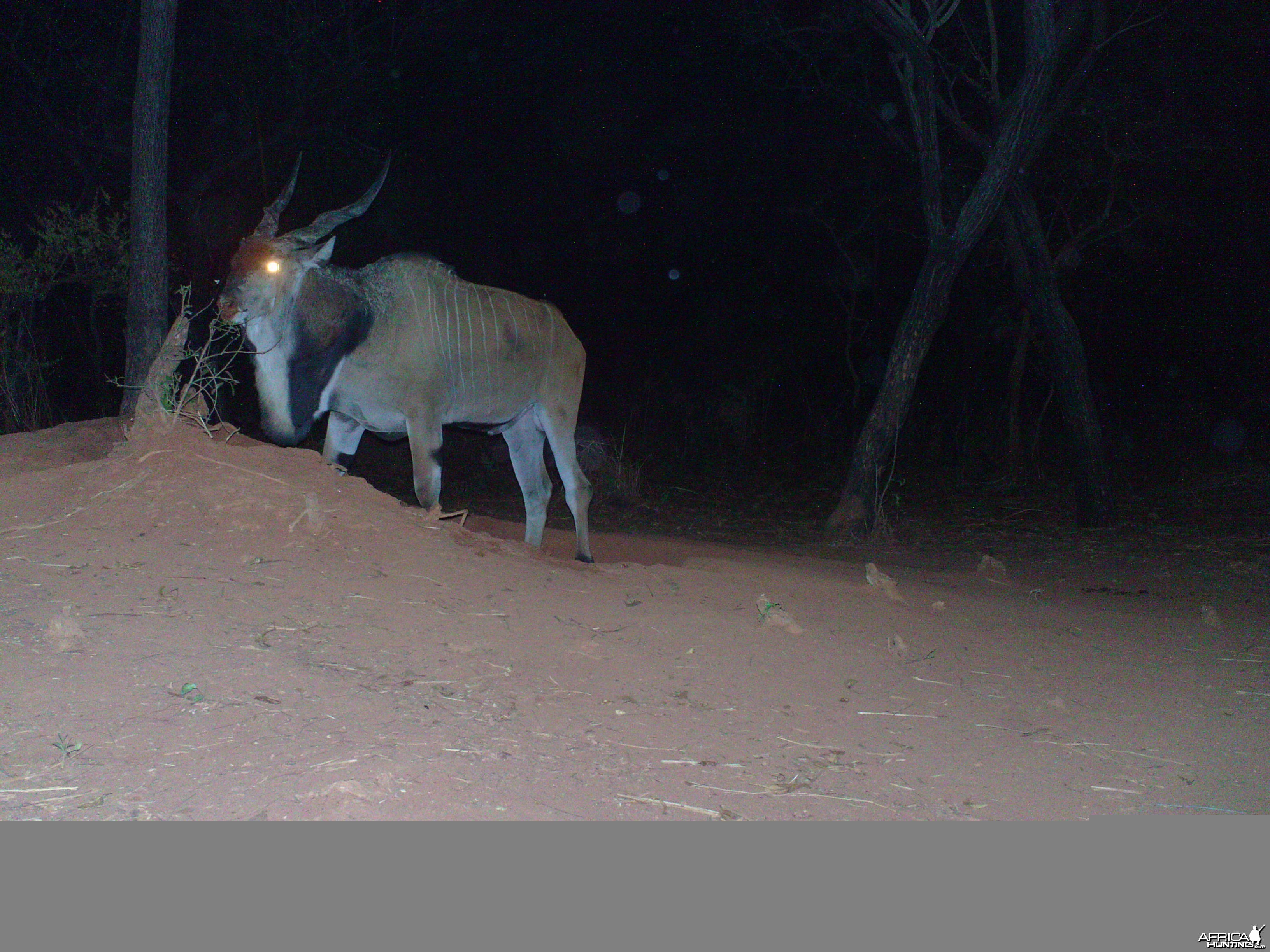 Giant Eland on Trail Camera