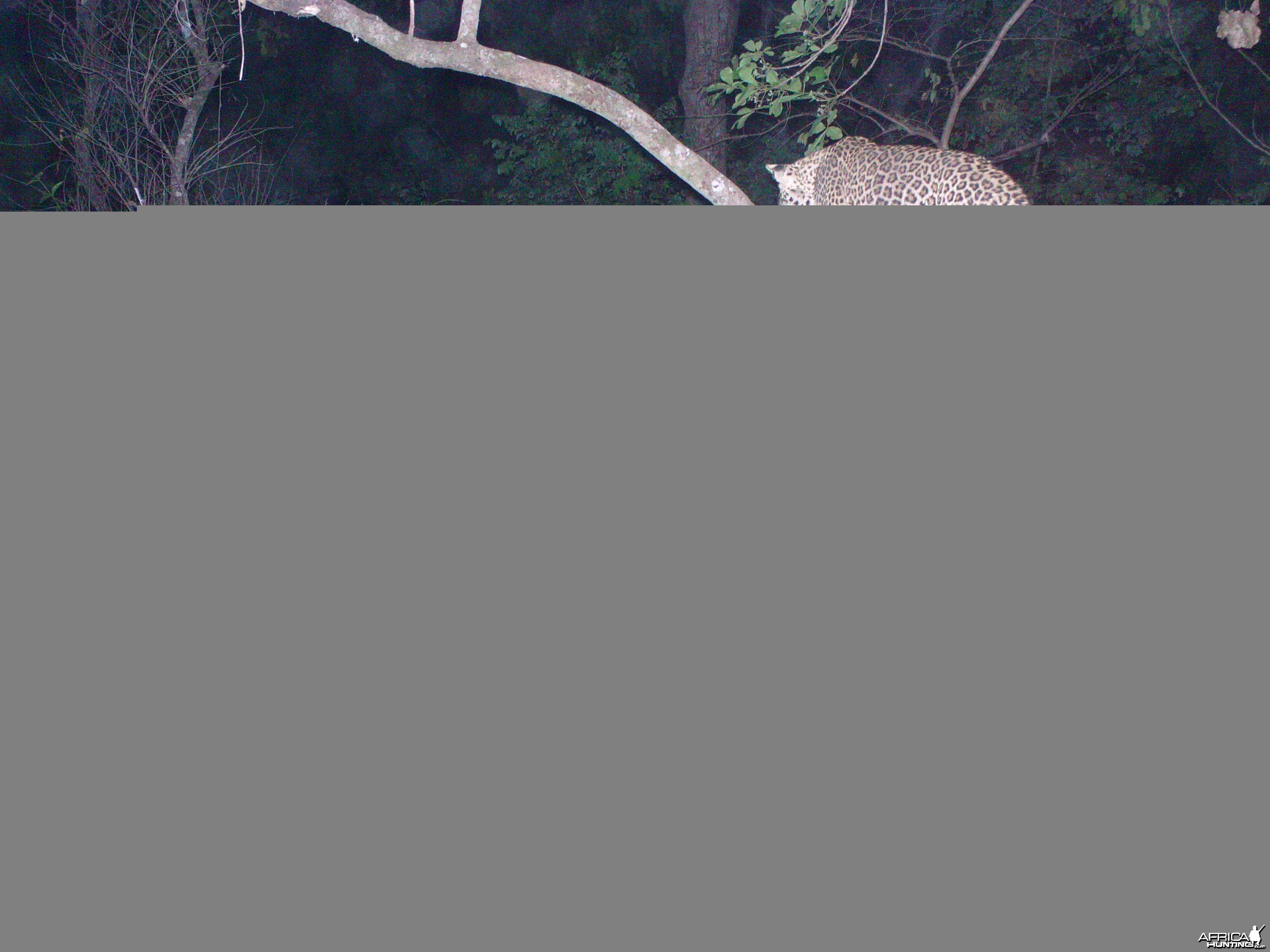 Leopard on Trail Camera