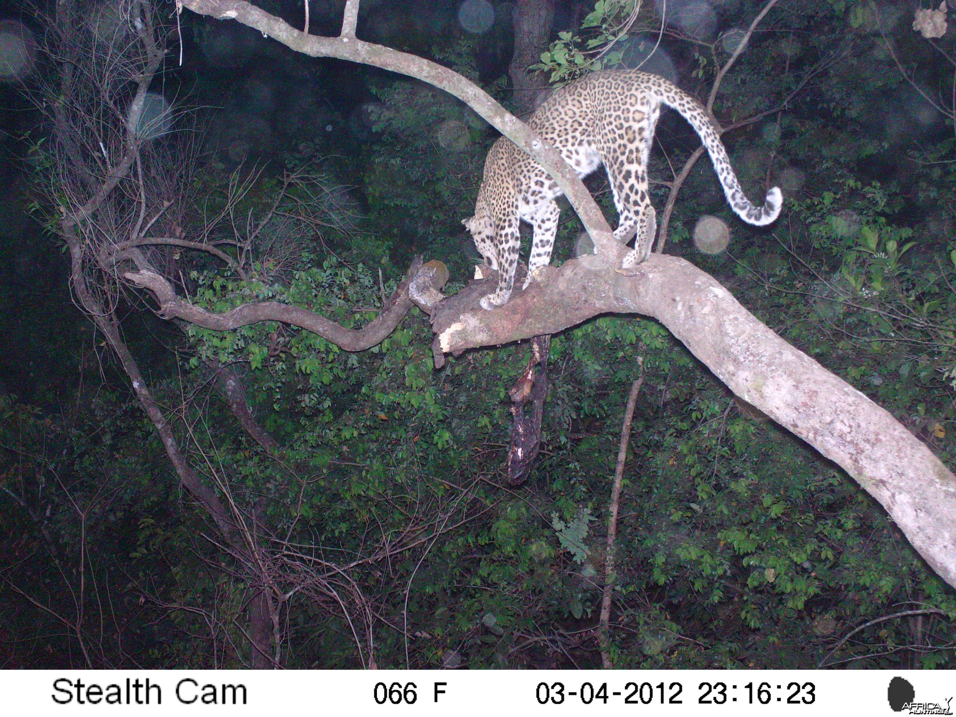 Leopard on Trail Camera