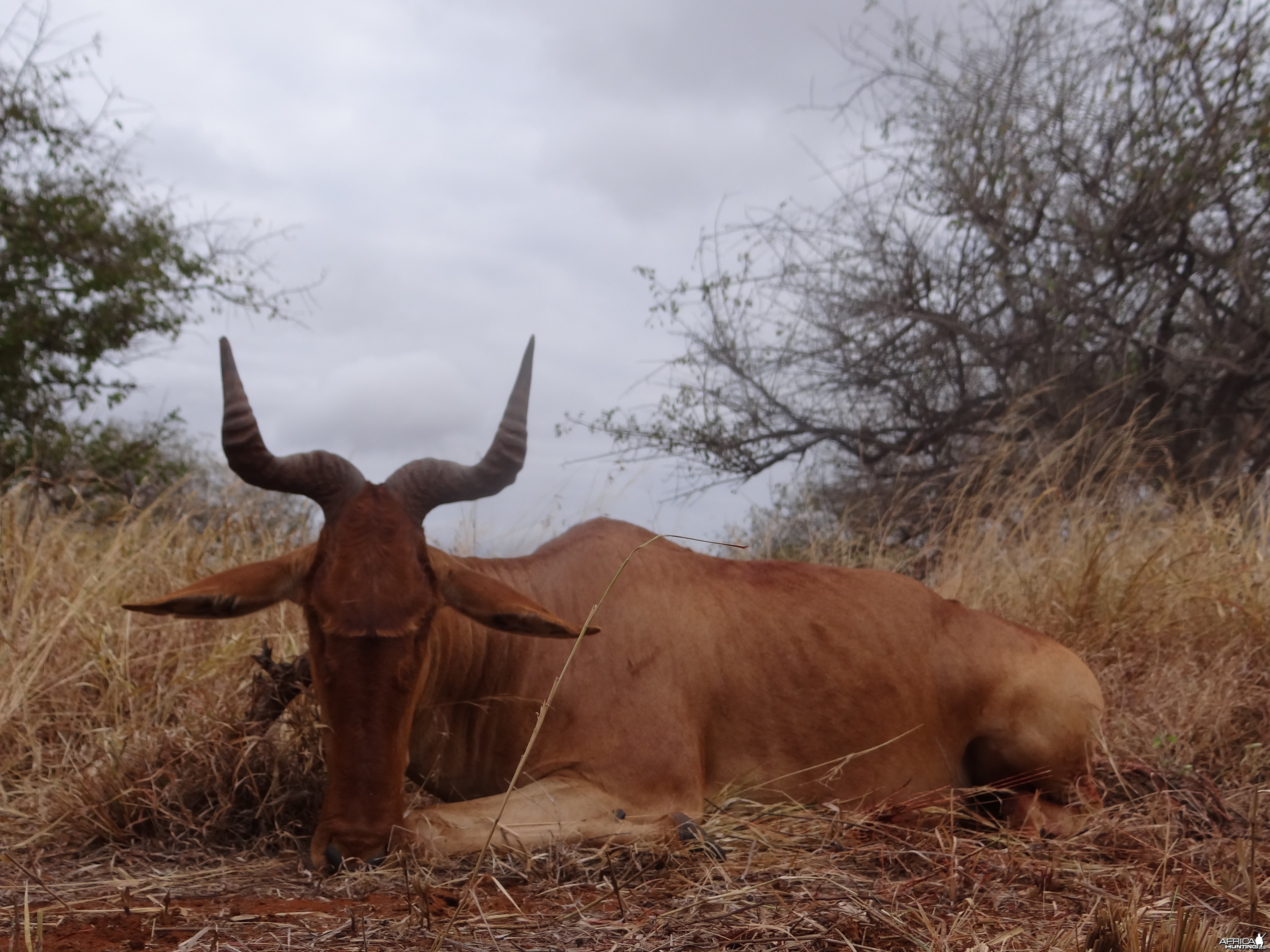 Hunting Coke Hartebeest