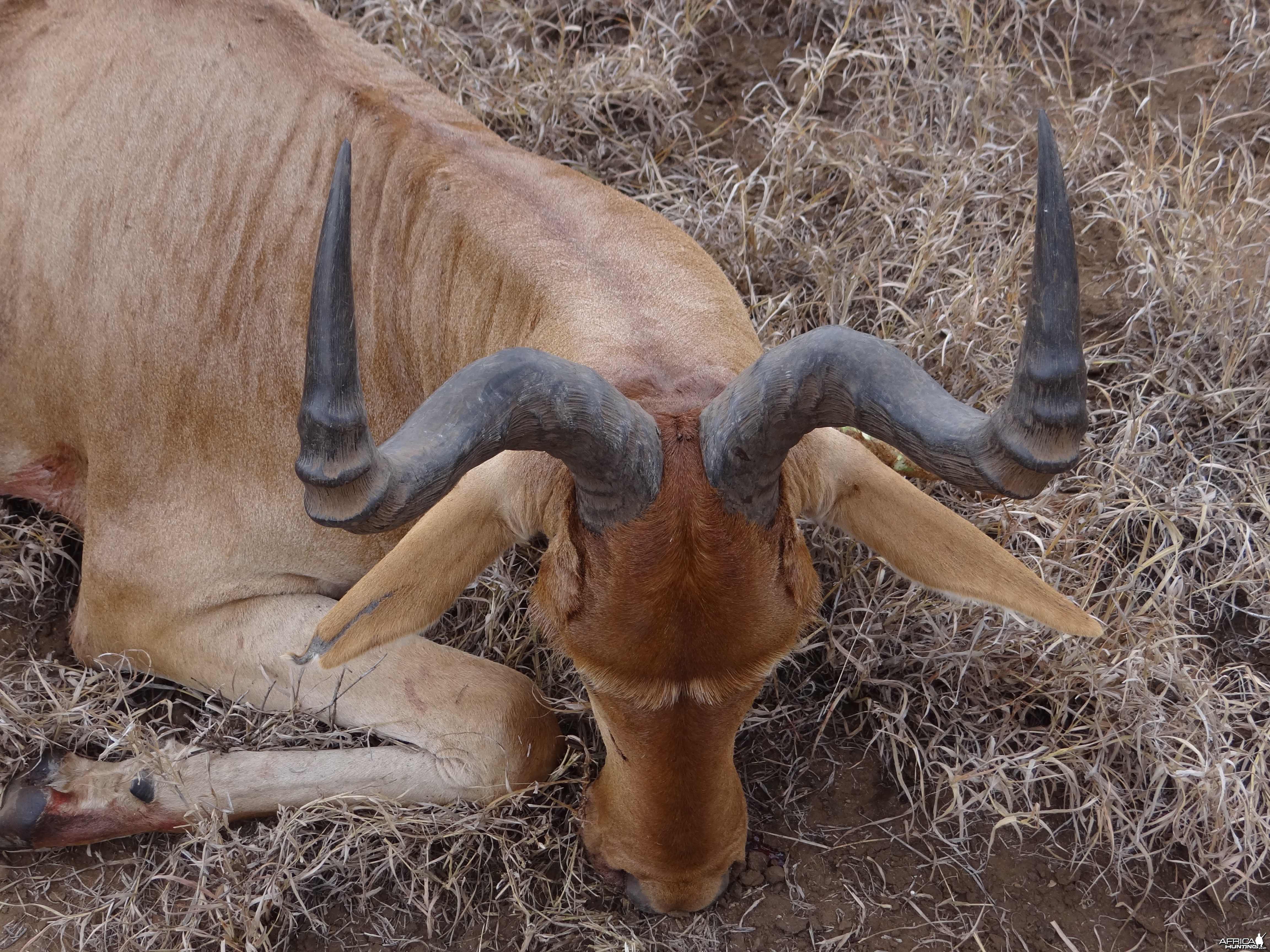 Hunting Coke Hartebeest