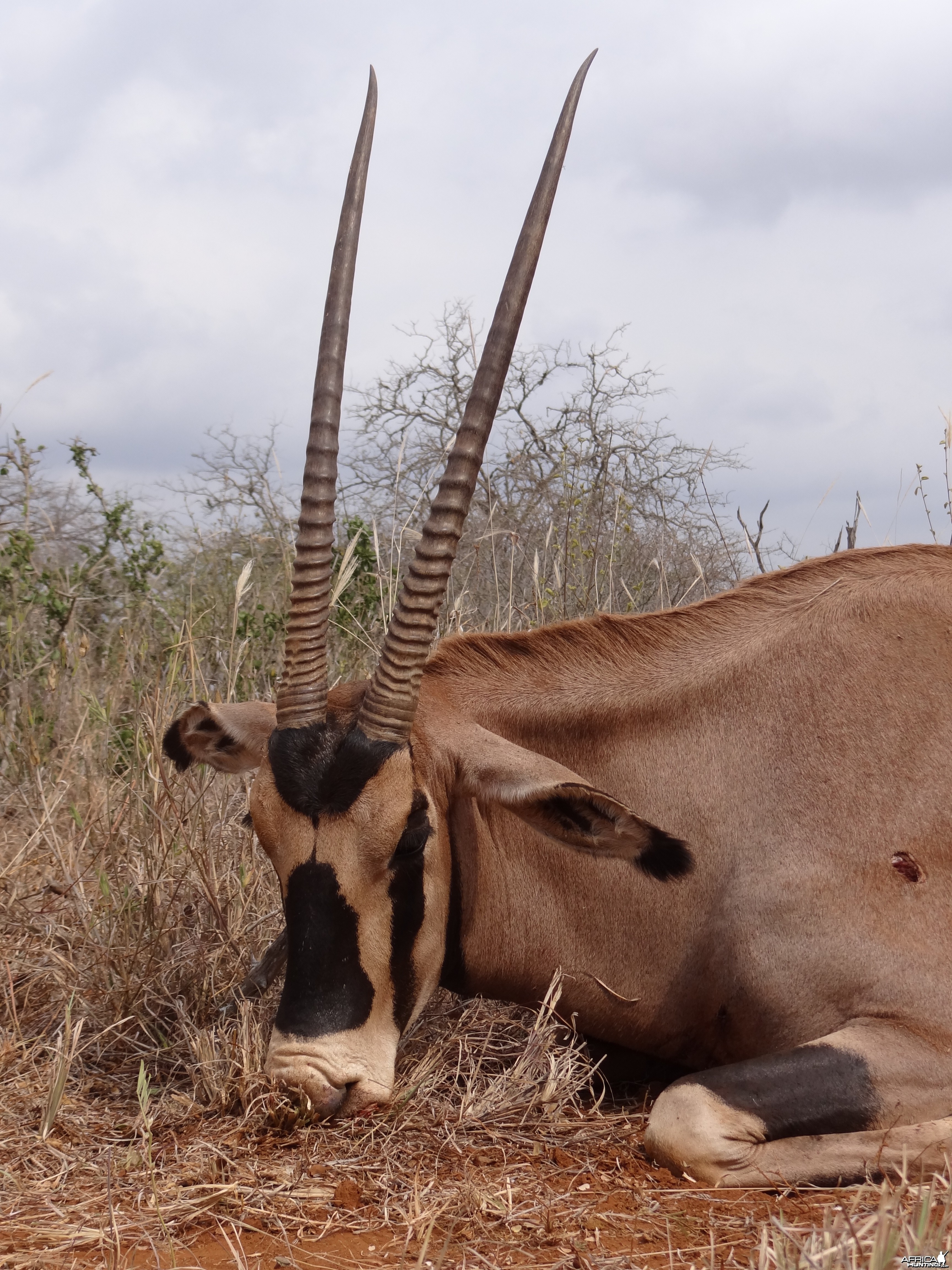 Hunting Fringe Eared Oryx
