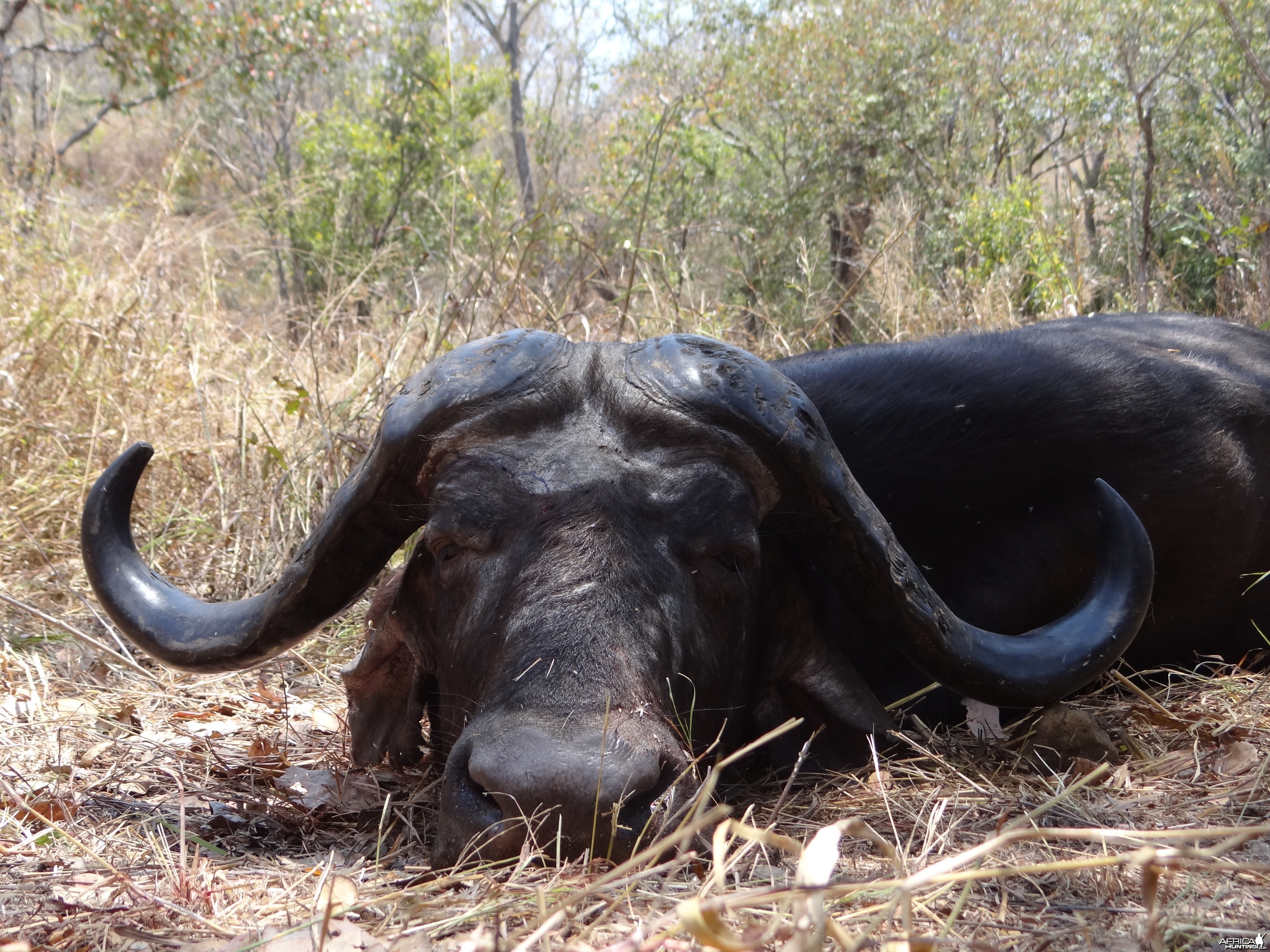 Hunting Buffalo