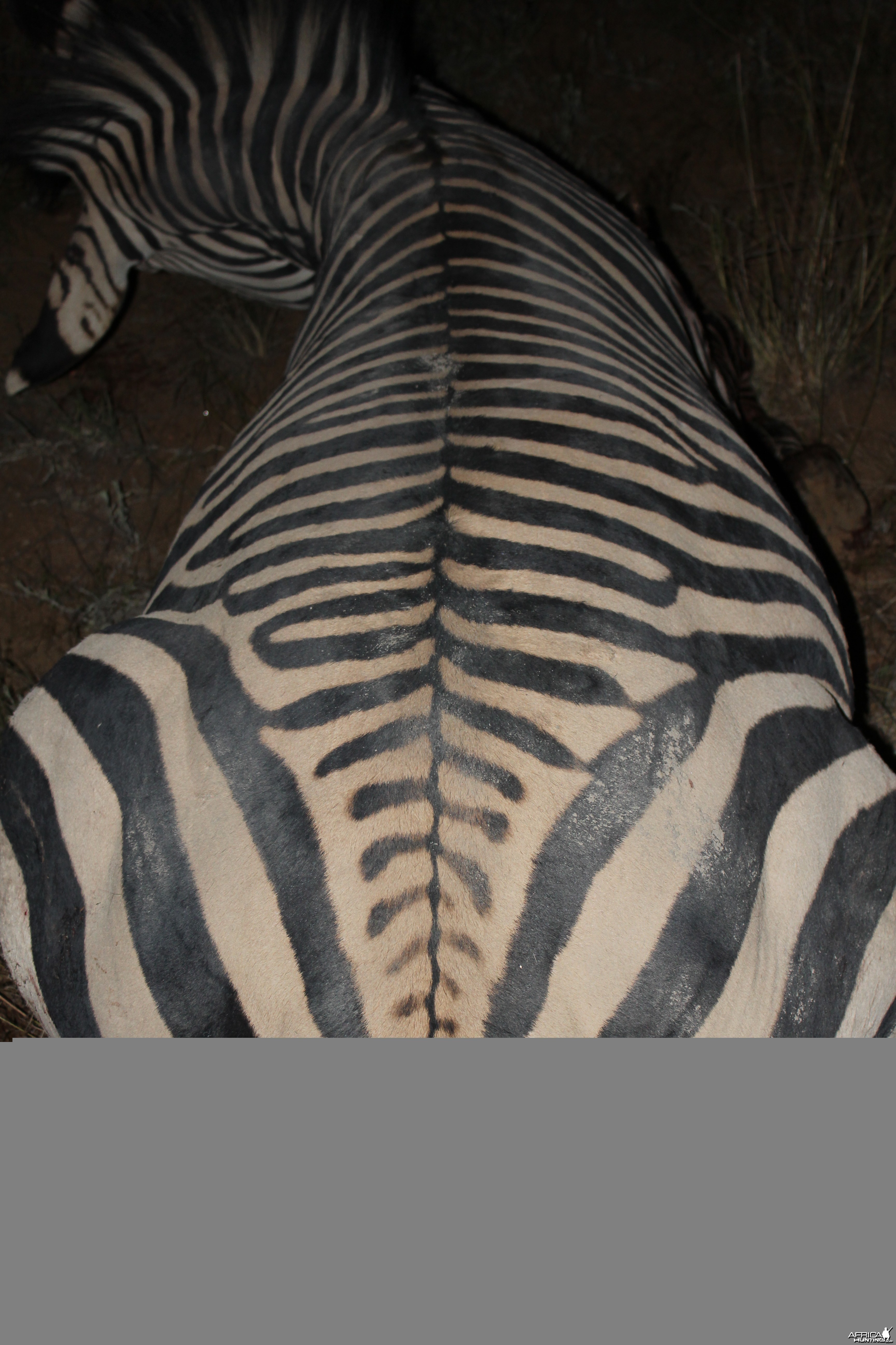 Namibia 2012 Hartman's Zebra