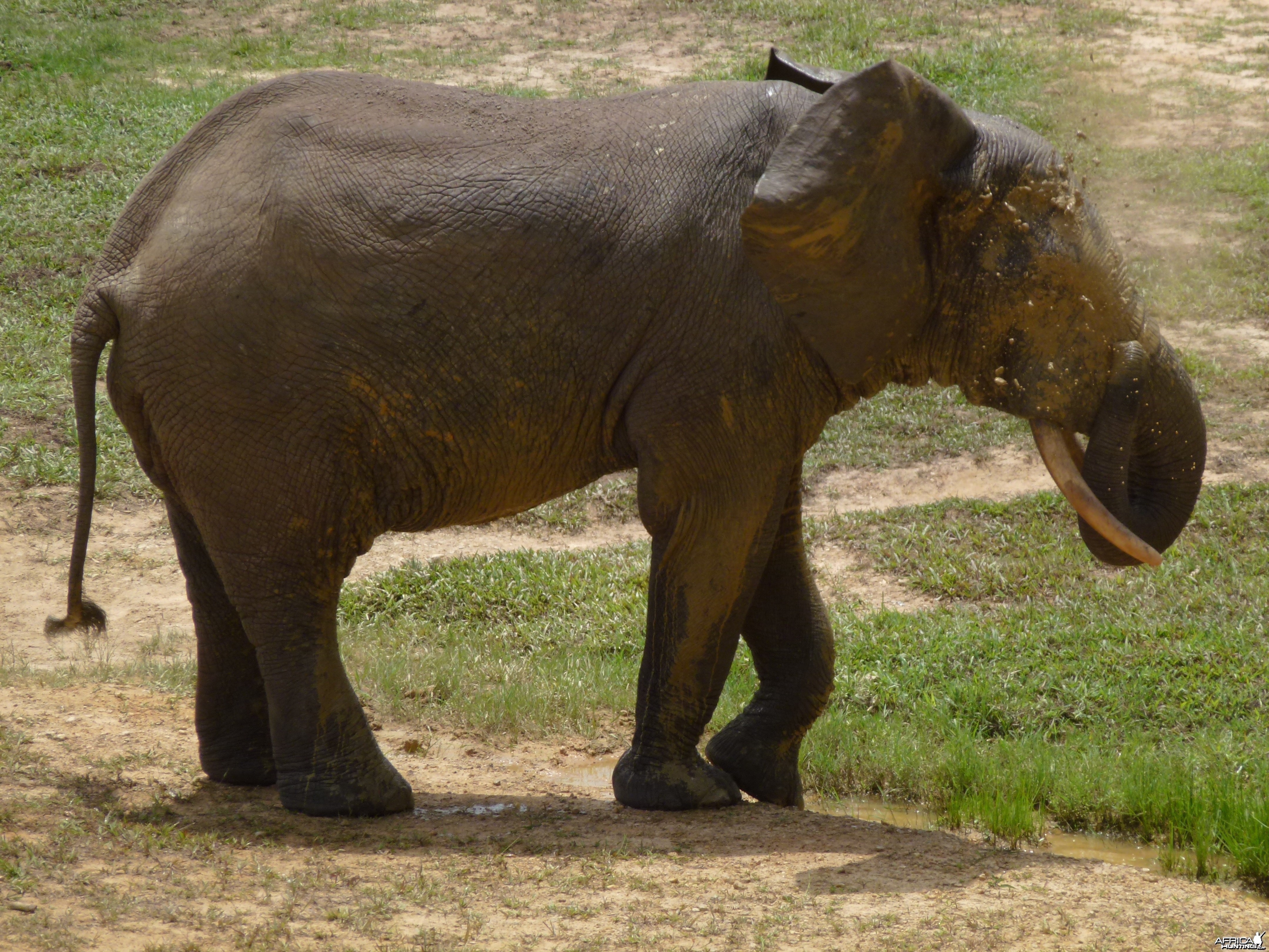 Elephant