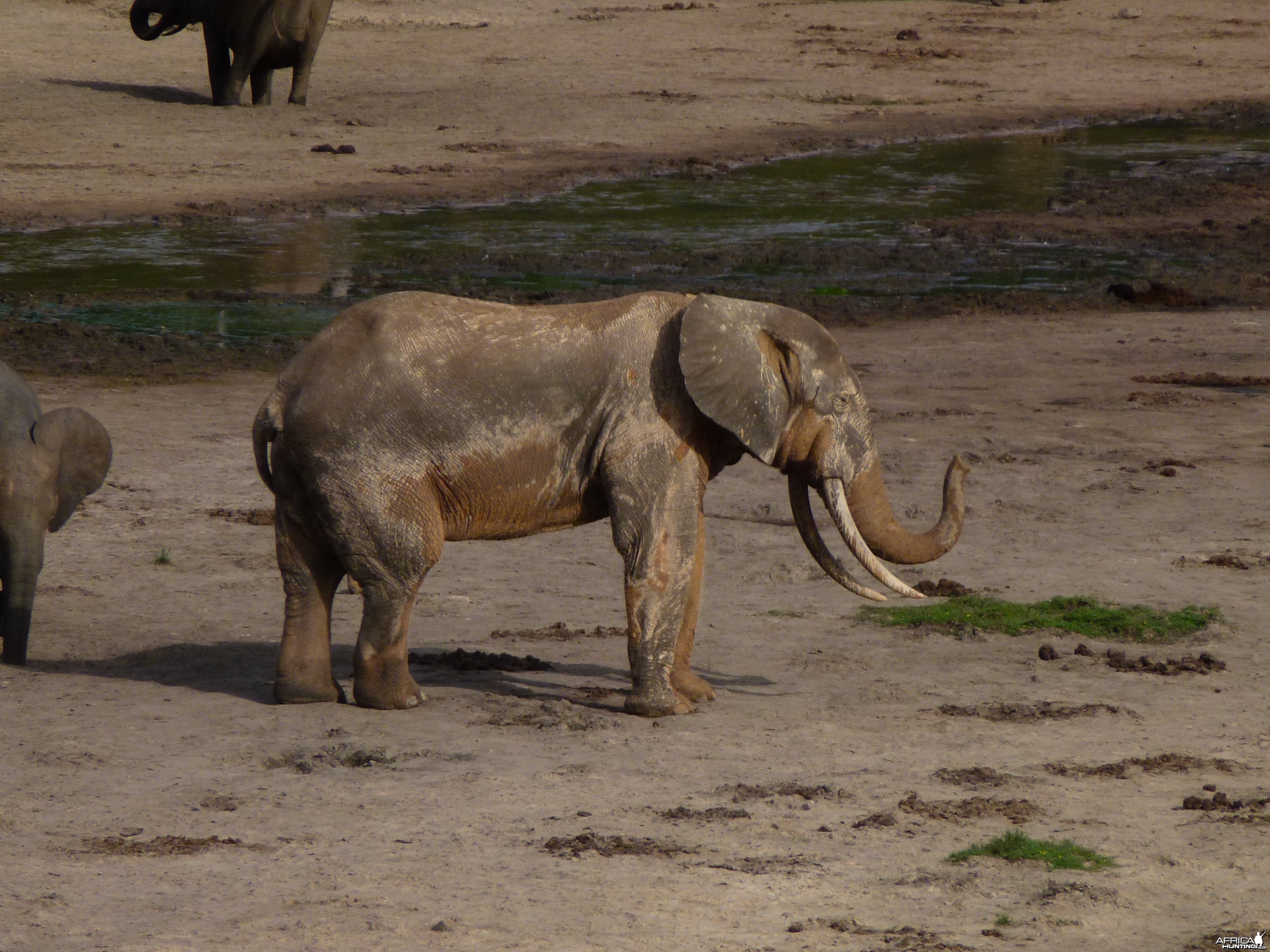 Elephant