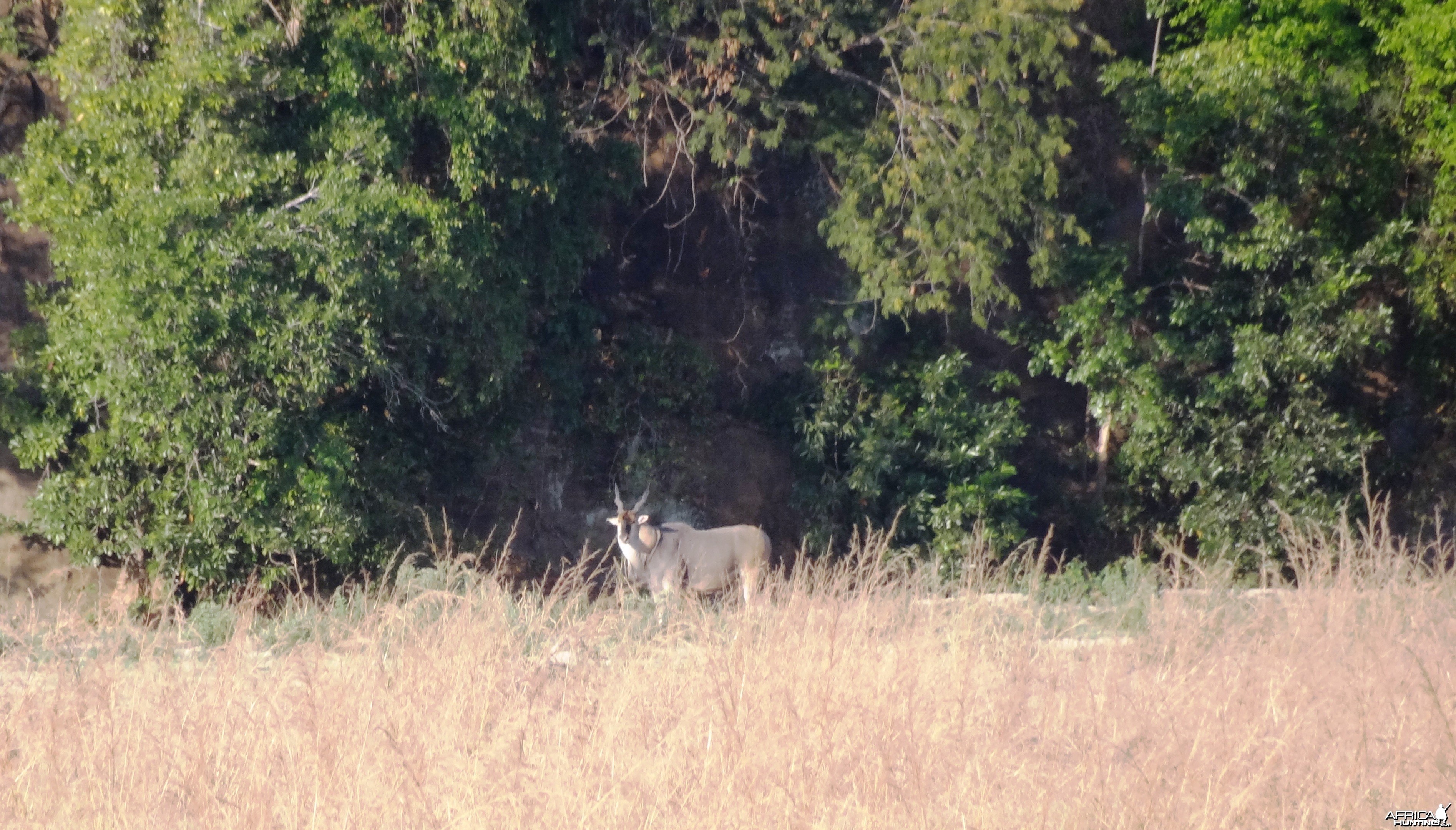 Eland