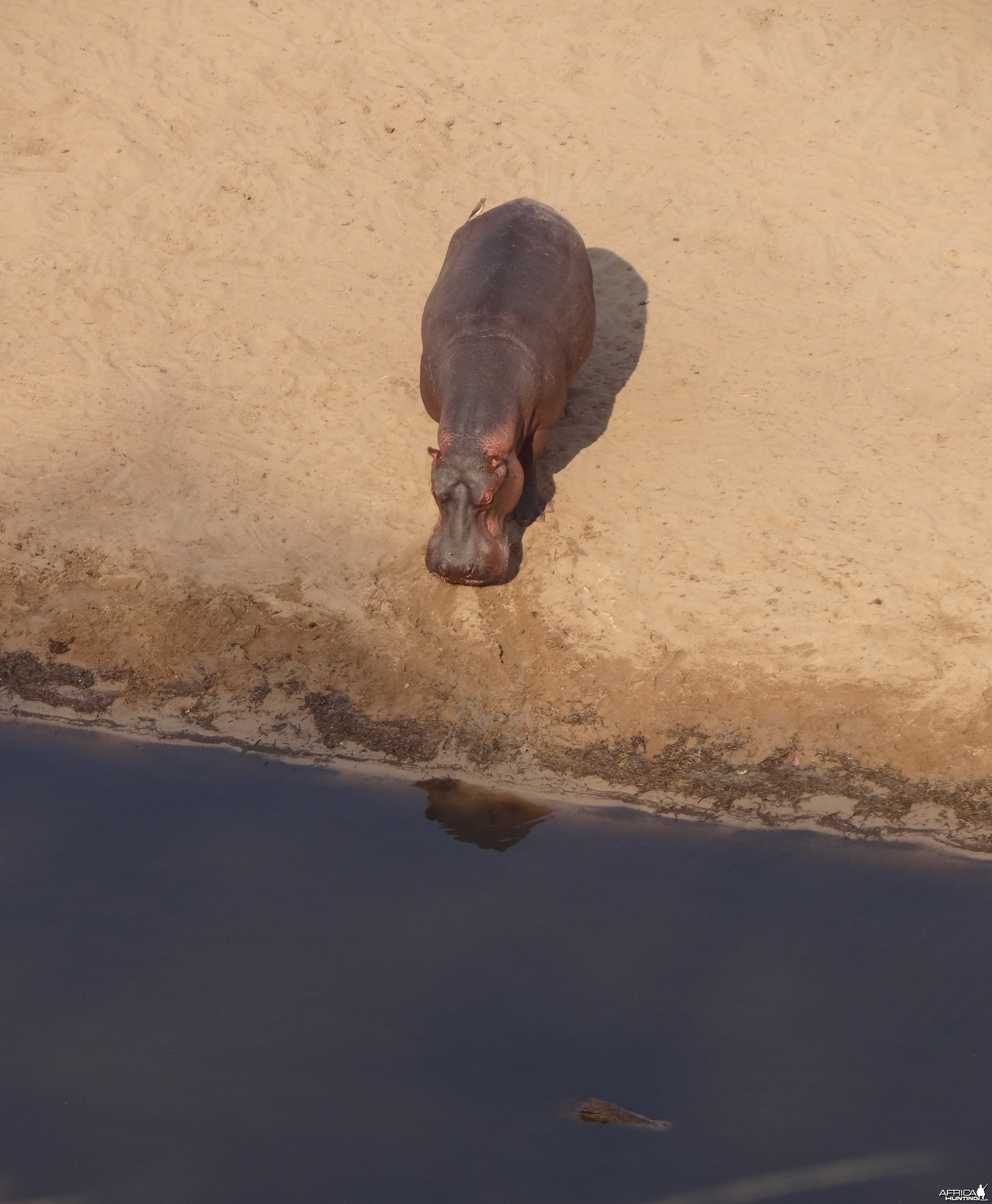 Hippo