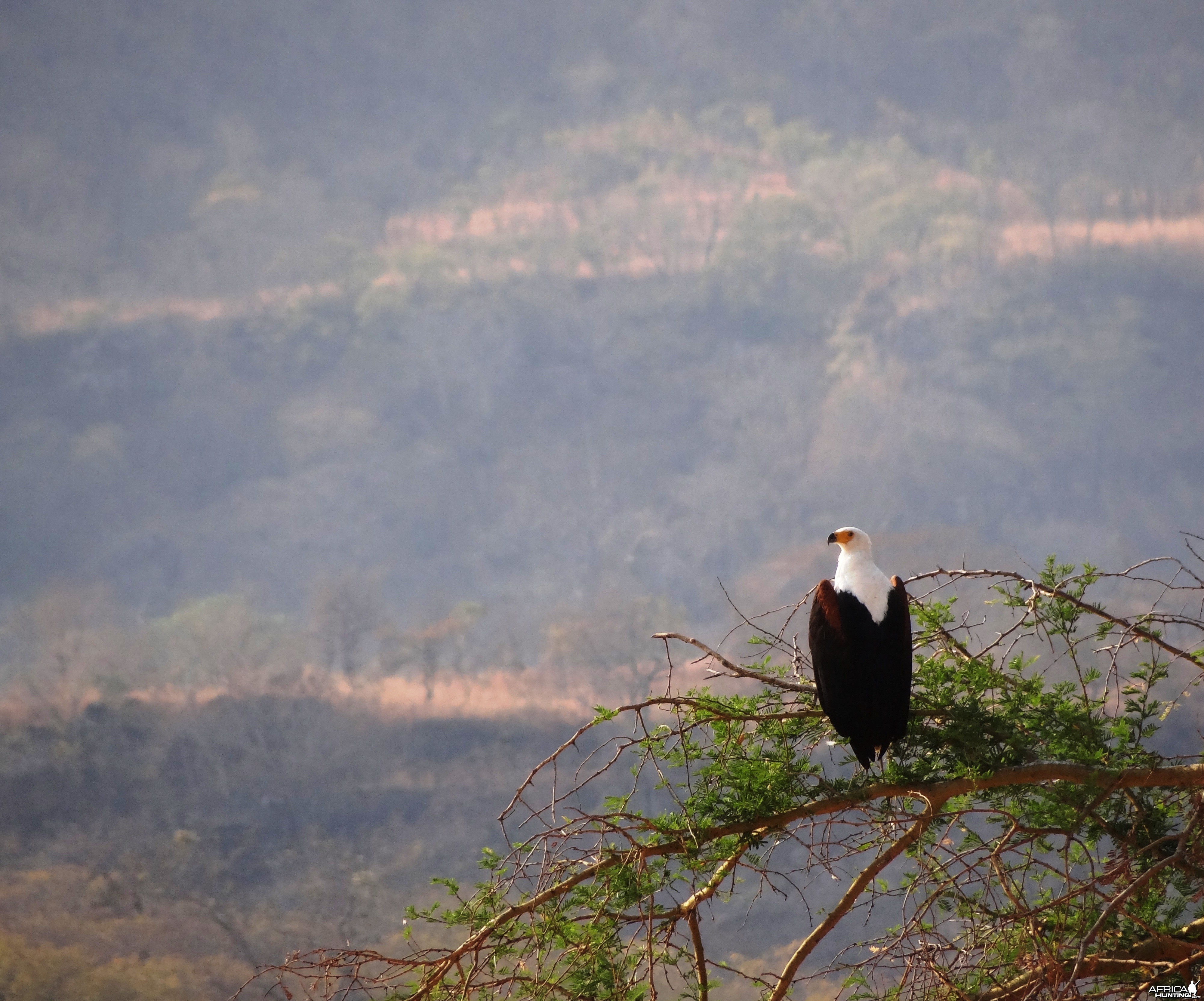 Fishing Eagle