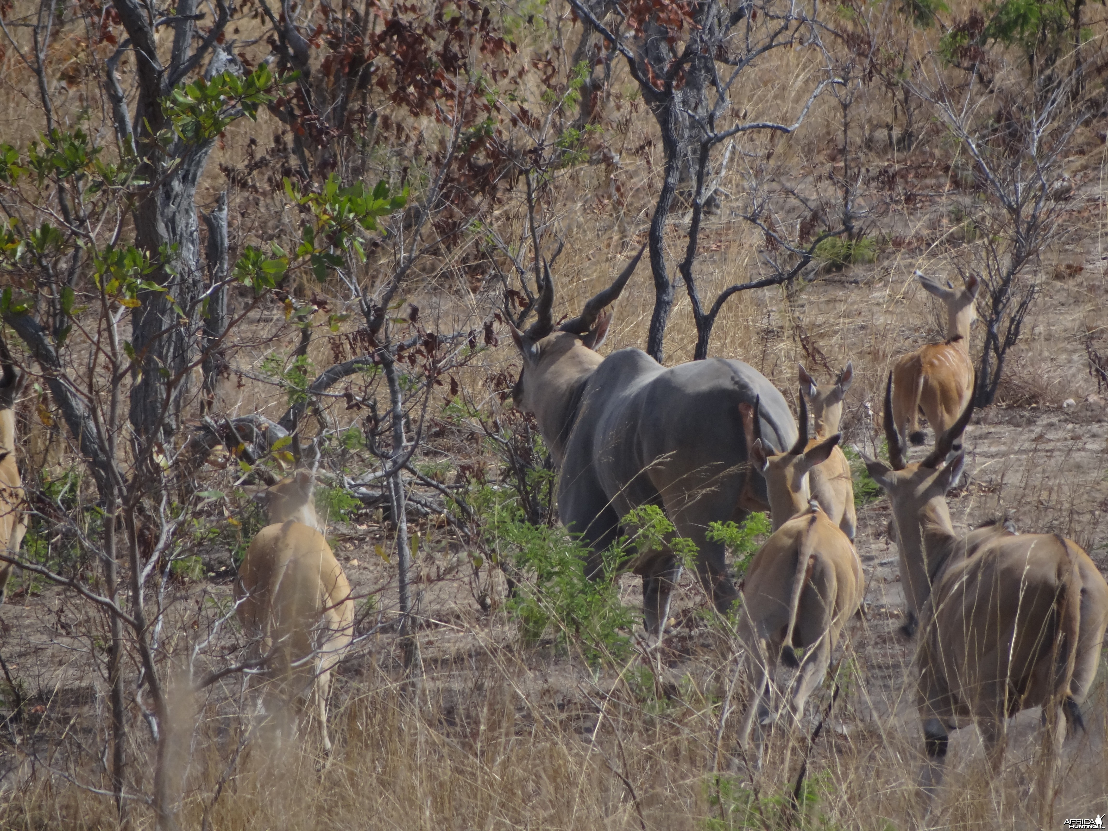 Eland