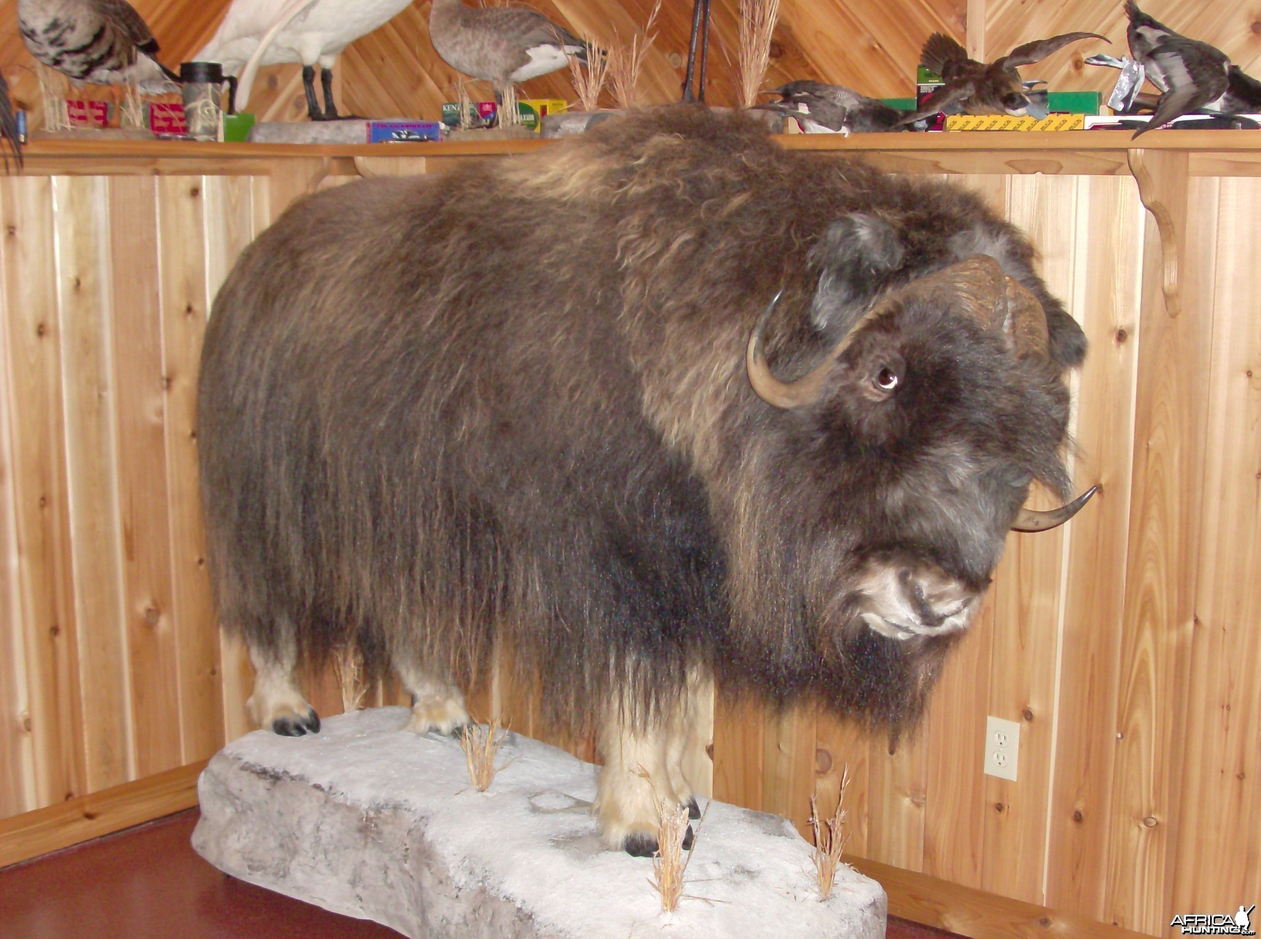 Definitely not African Musk Ox