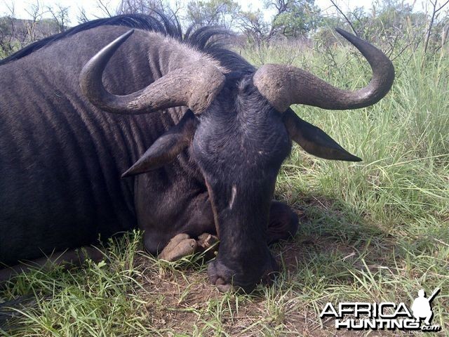 29&quot; wildebeest hunted with HGS