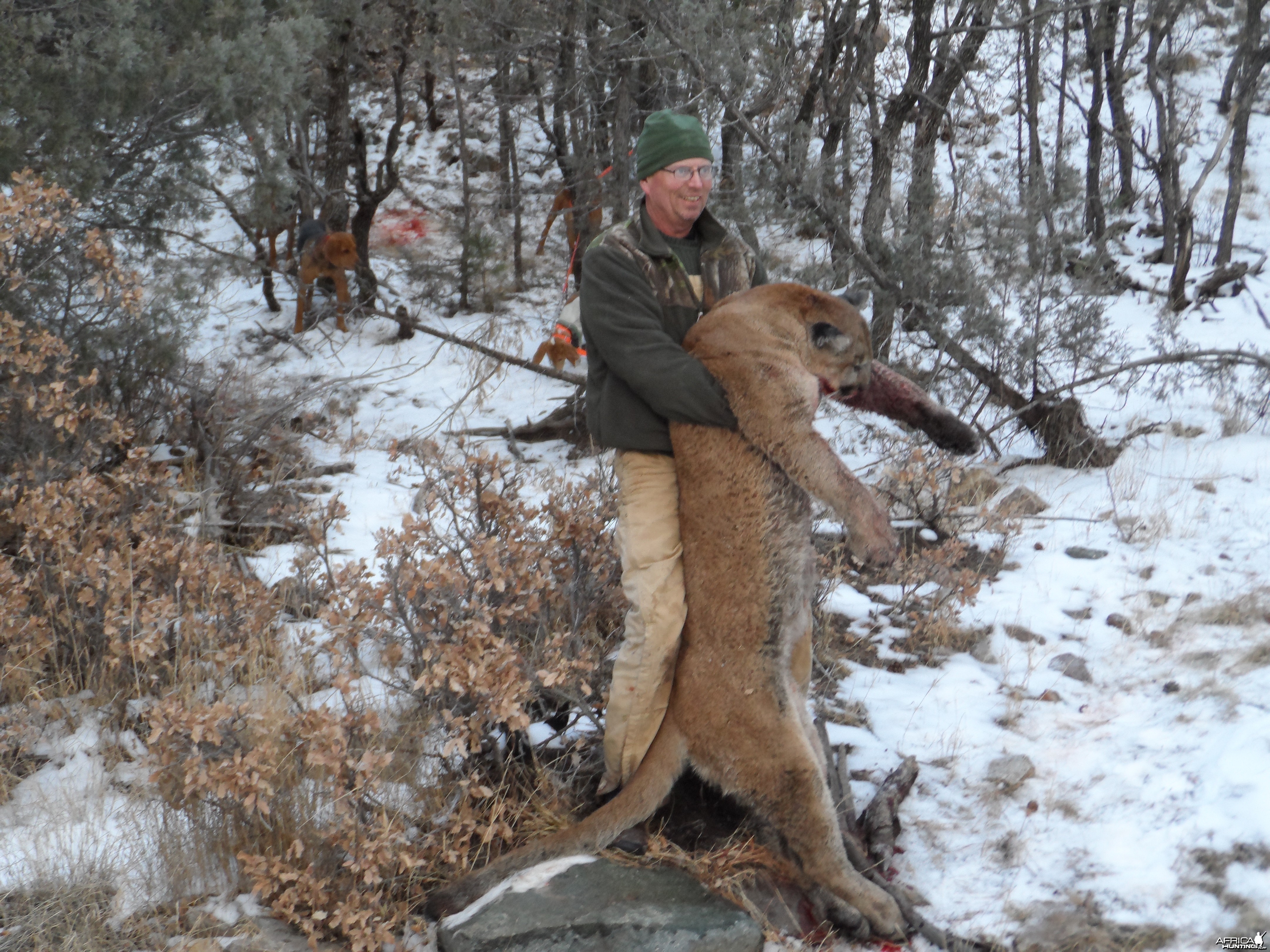 New Mexico mt lion