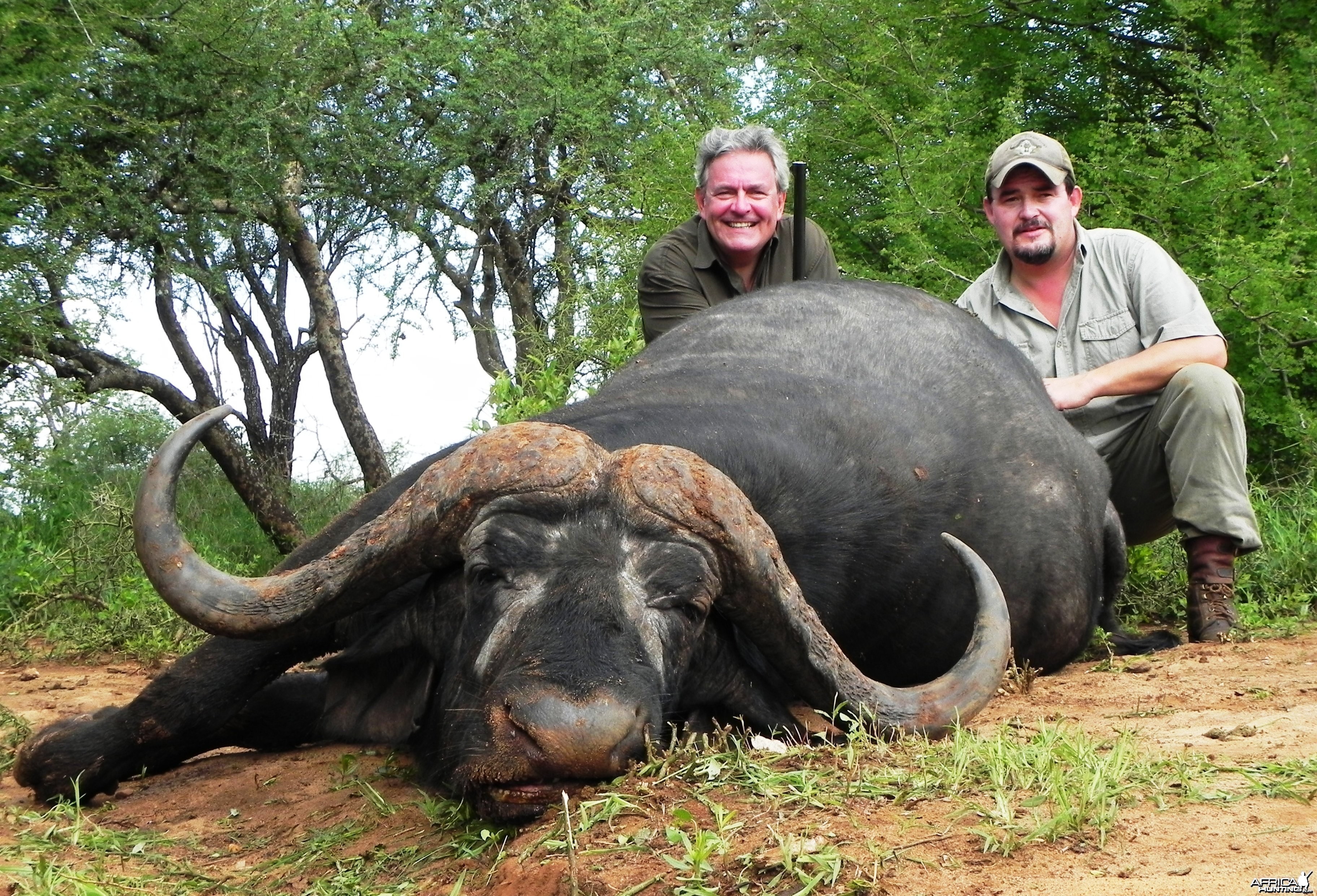 Massai Buffalo