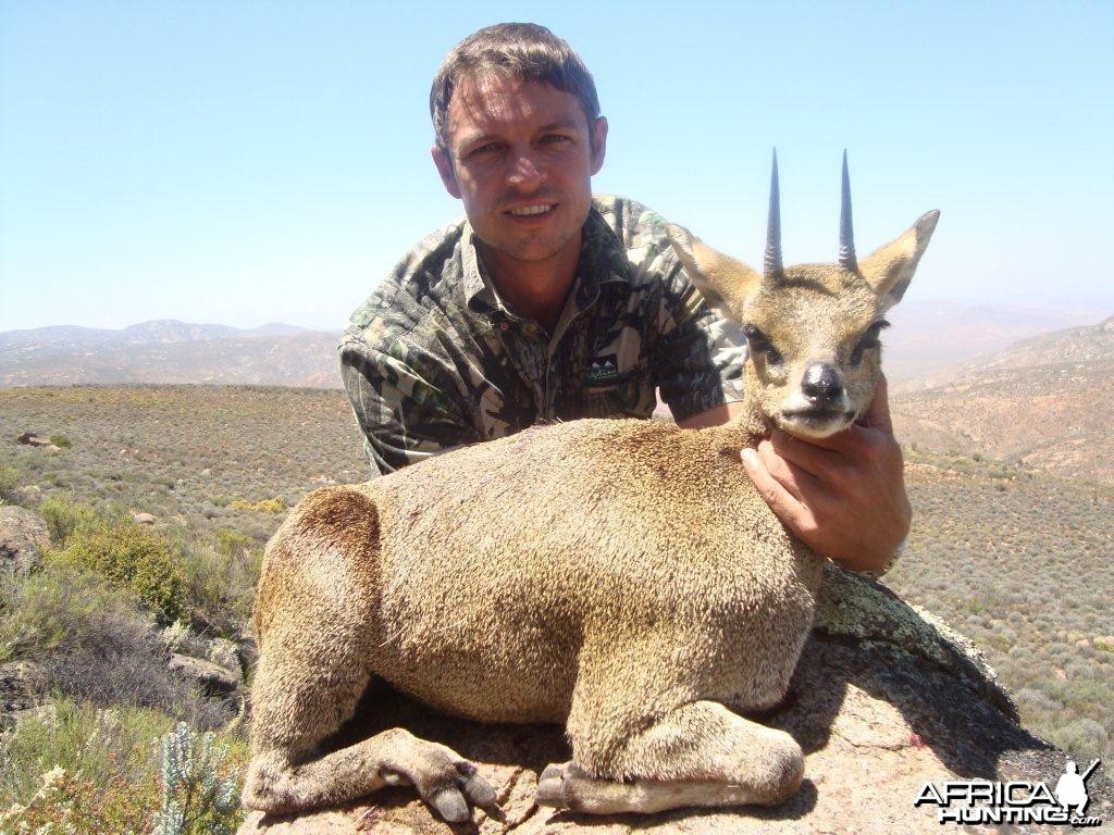 Klipspringer 4 2/8&quot;