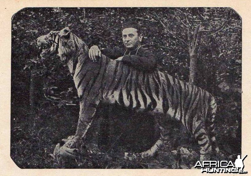 Taxidermy Tiger