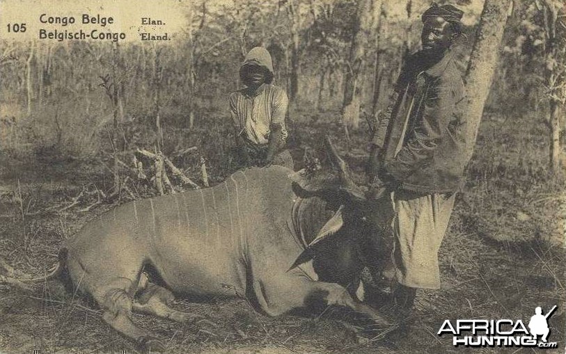 Hunting Eland Congo