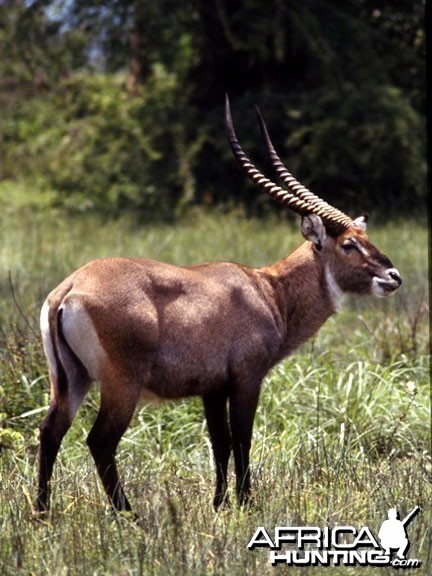 Crawshay's defassa waterbuck Zambia