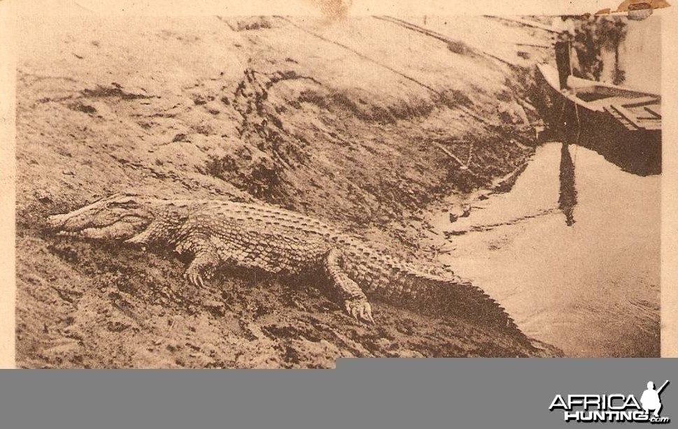 Hunting Croc Angola