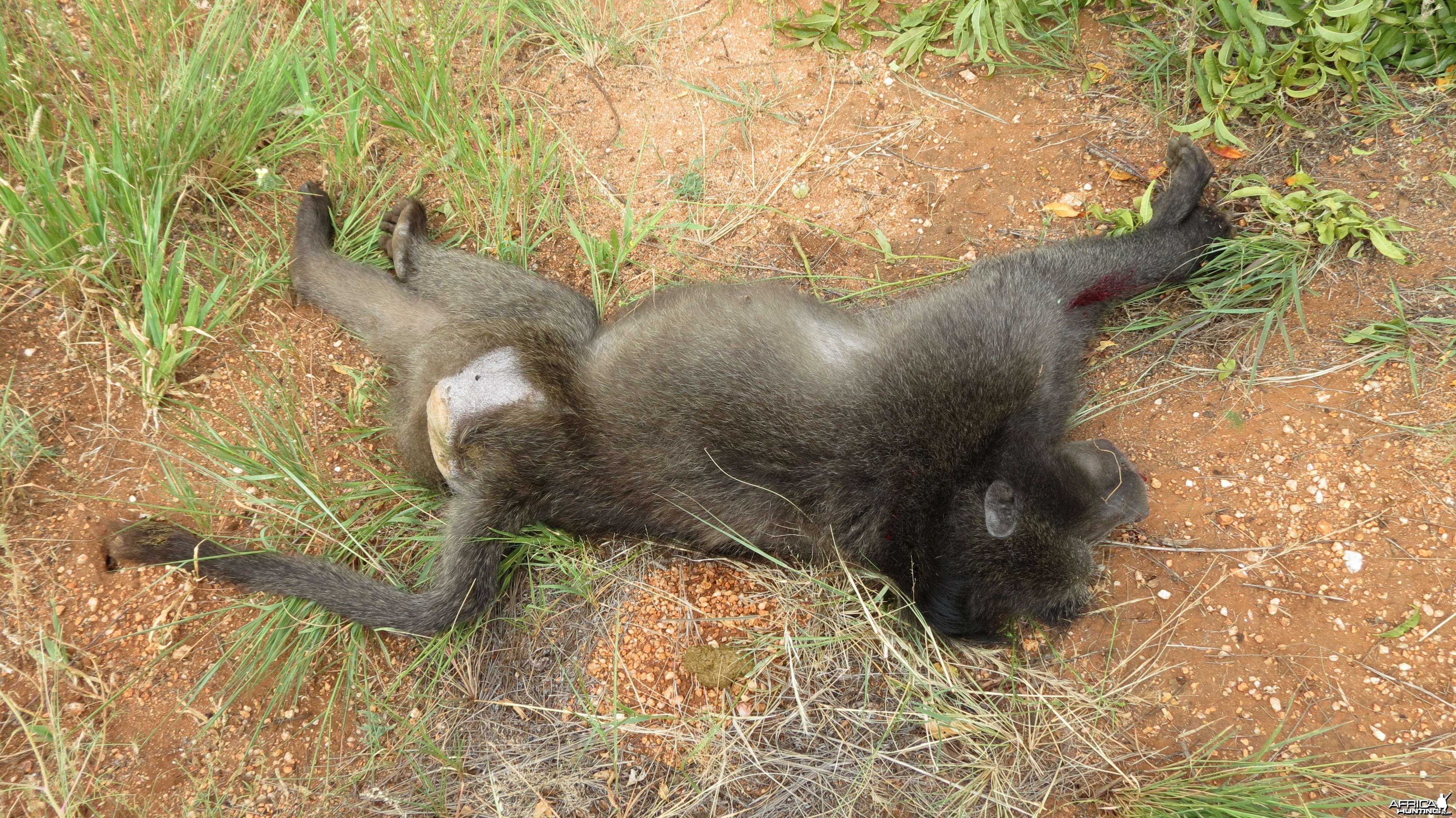 Chacma Baboon Namibia