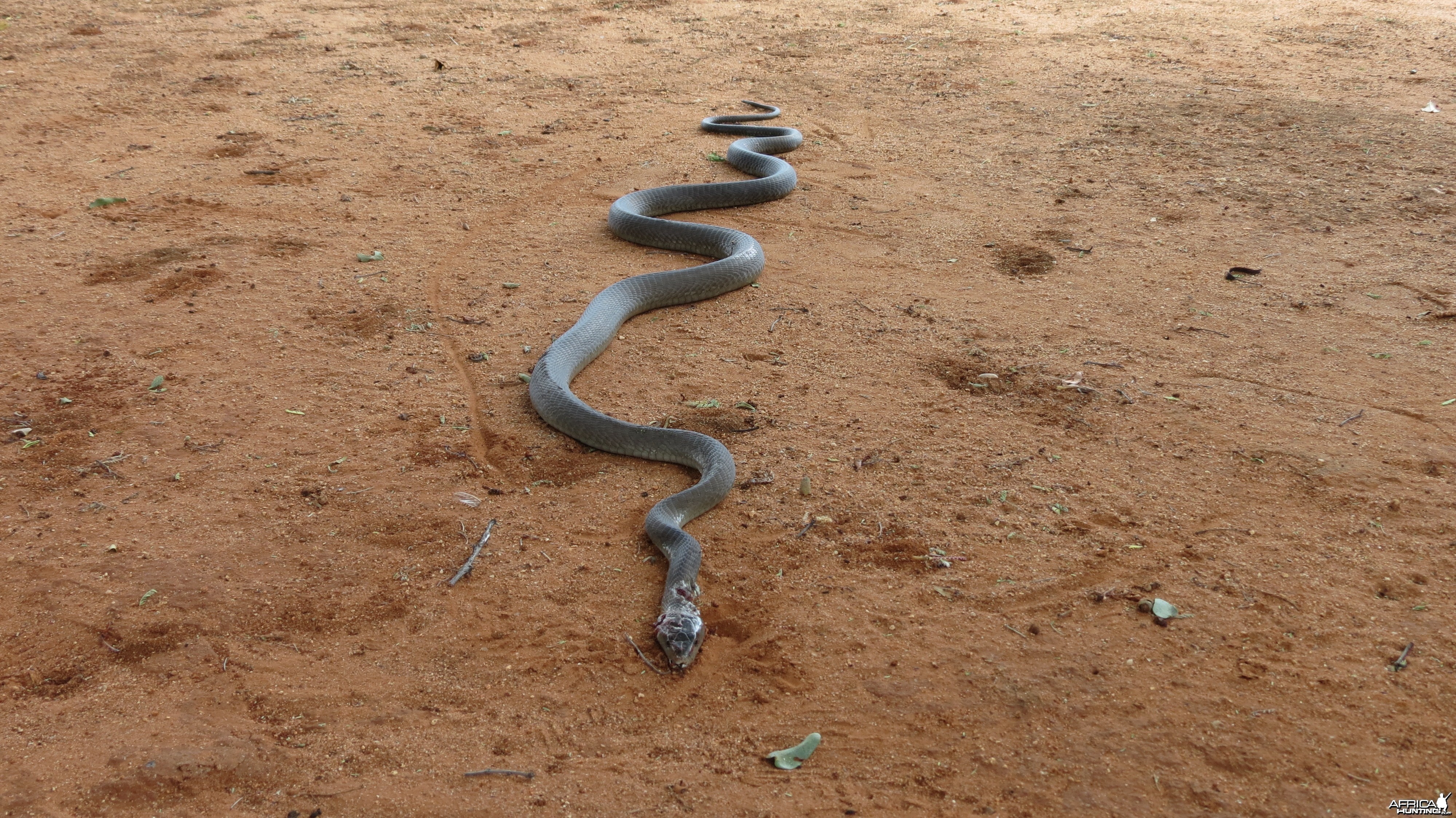 Black Mamba Namibia