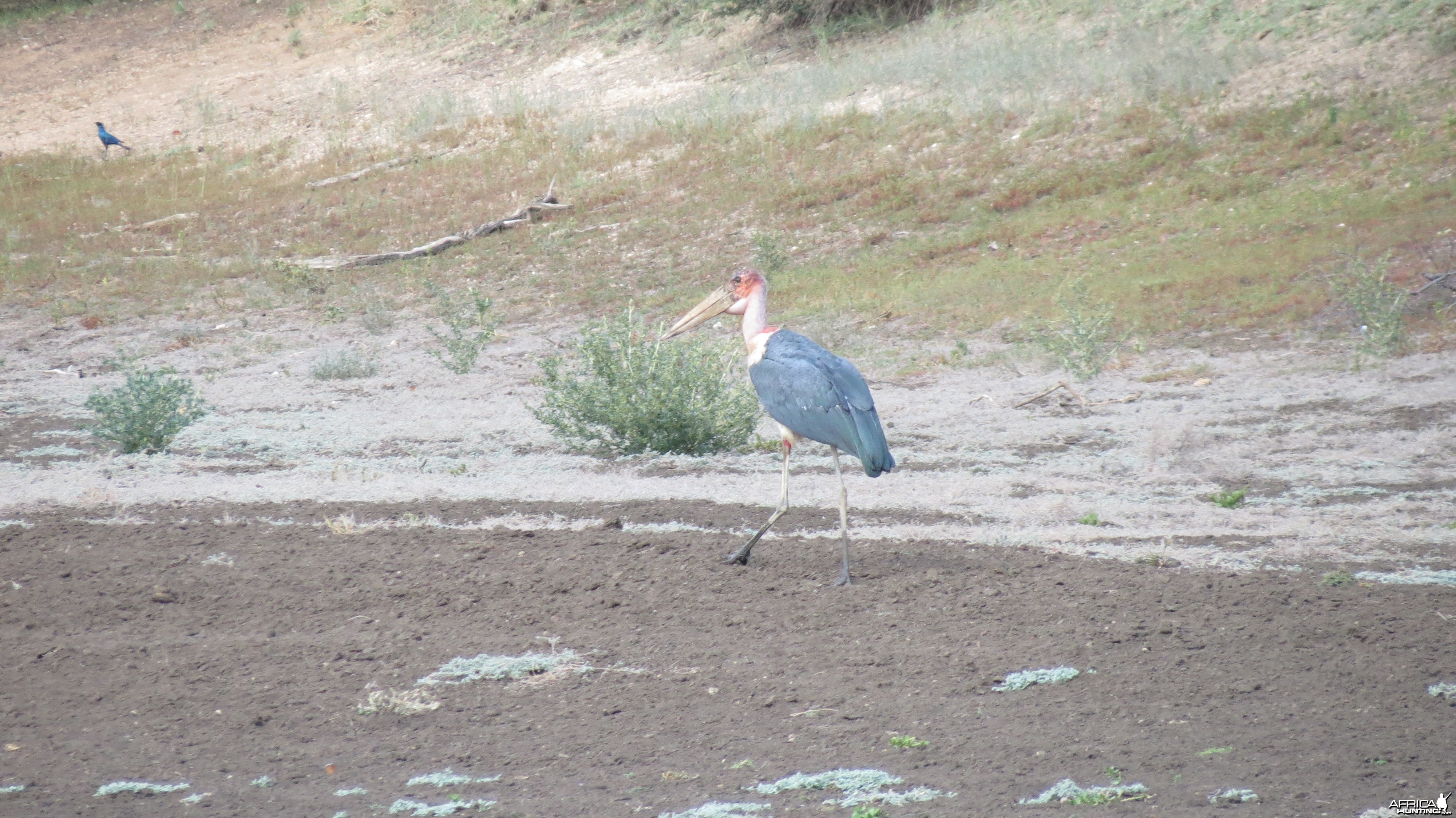 Marabou Namibia