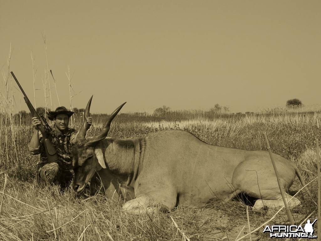 Cape Eland