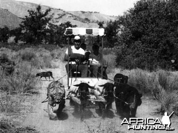 Lion, Bear and Sheep pulling wagon