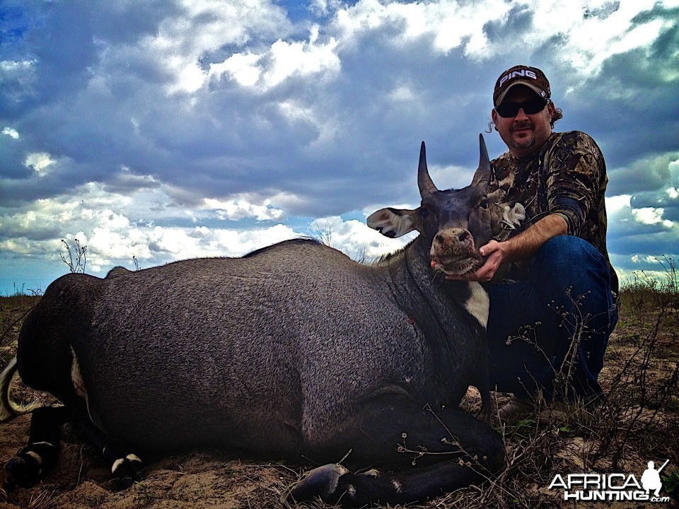 Happy Client with Nilgai