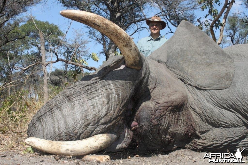 Caprivi Trophy Elephant Bull