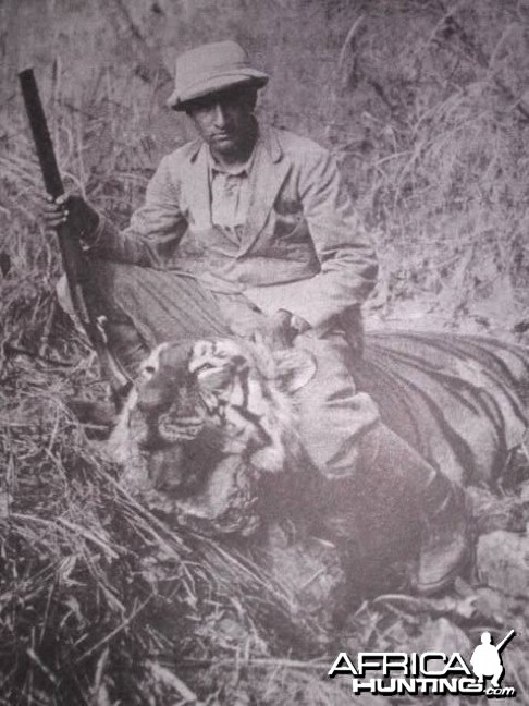 Hunting Tiger