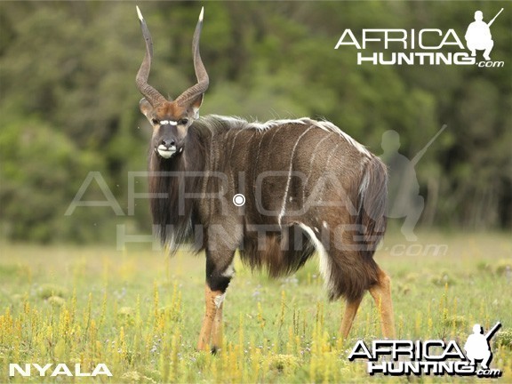 Hunting Nyala Shot Placement