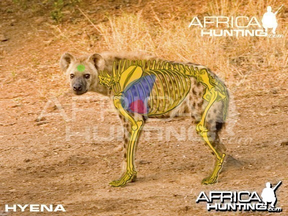 Hunting Hyena Shot Placement