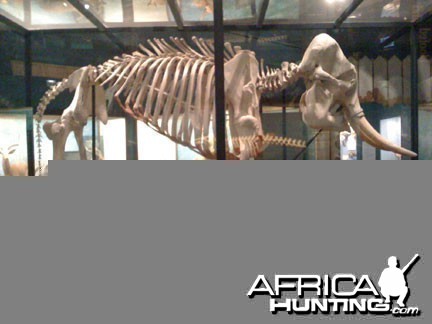 African Elephant Skeleton