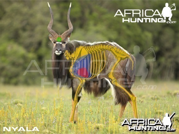 Bowhunting Nyala Shot Placement