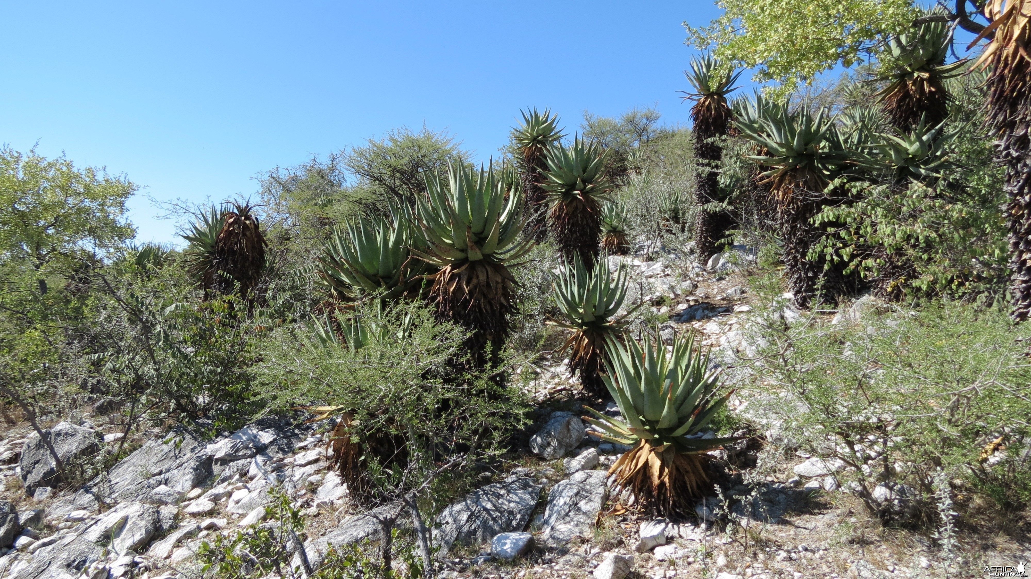 Aloes Namibia