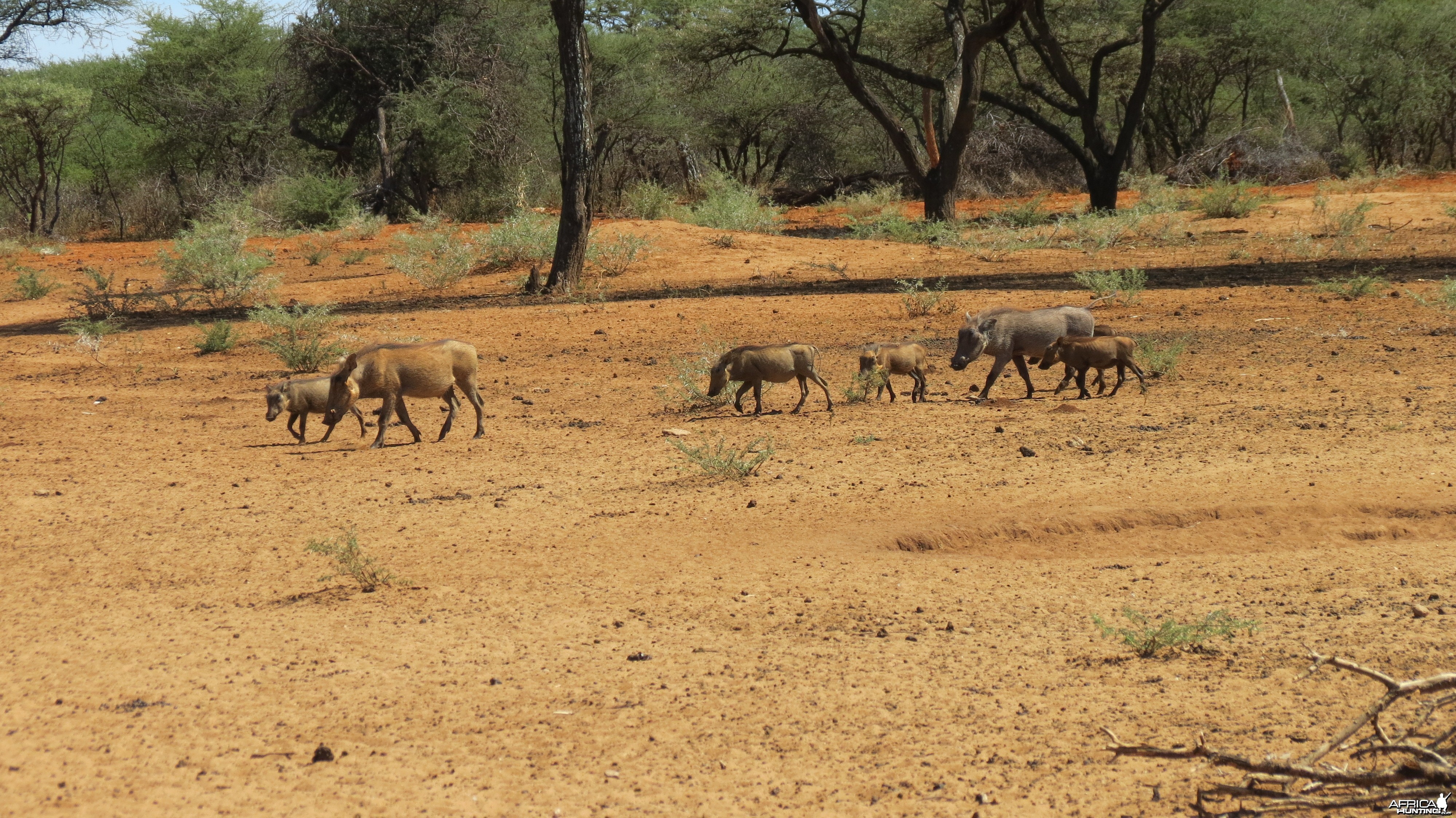 Warthog Namibia