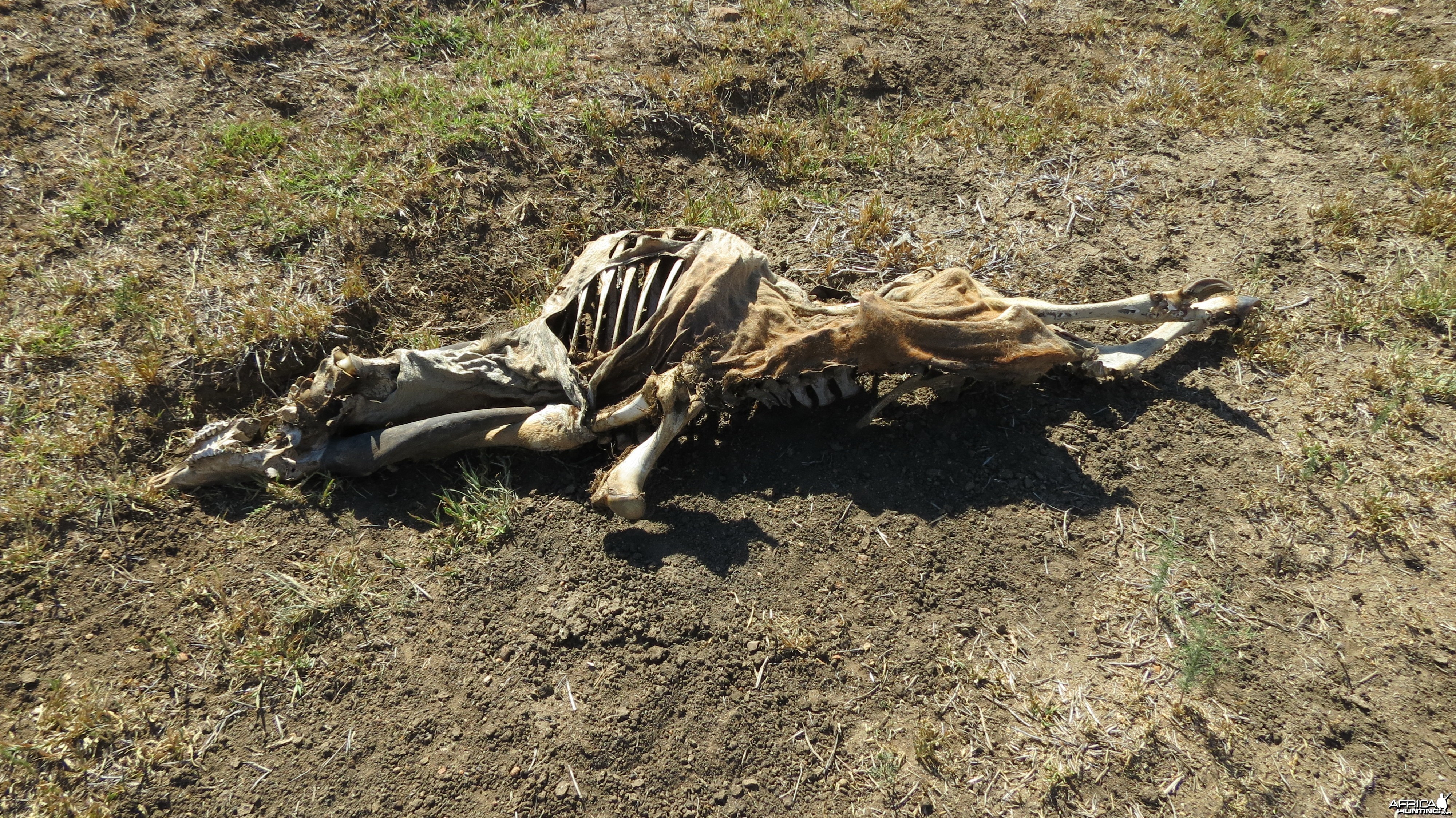 Eland skeleton Namibia