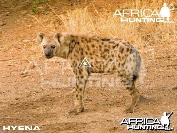 Bowhunting Hyena Shot Placement