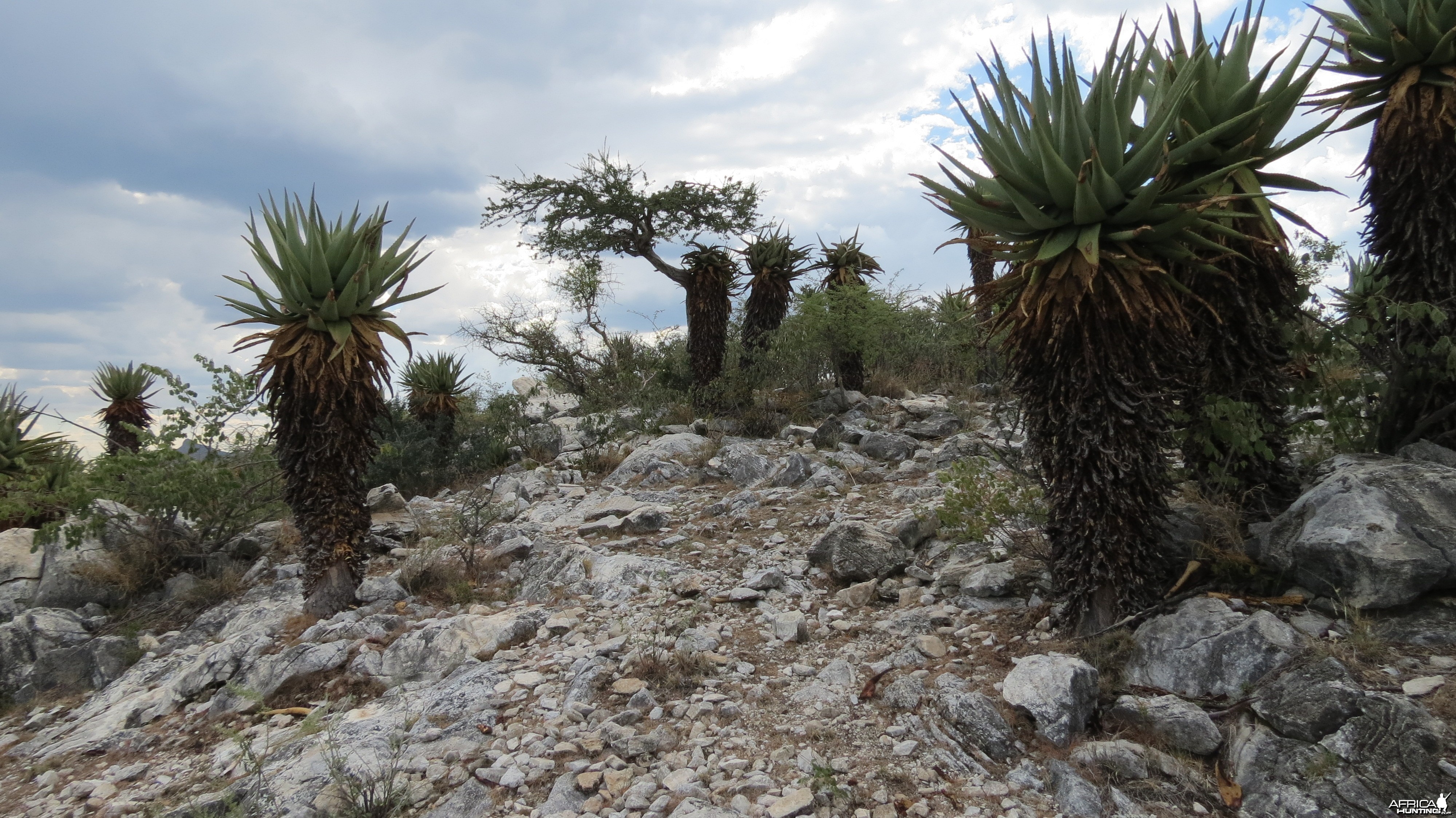 Aloes Namibia