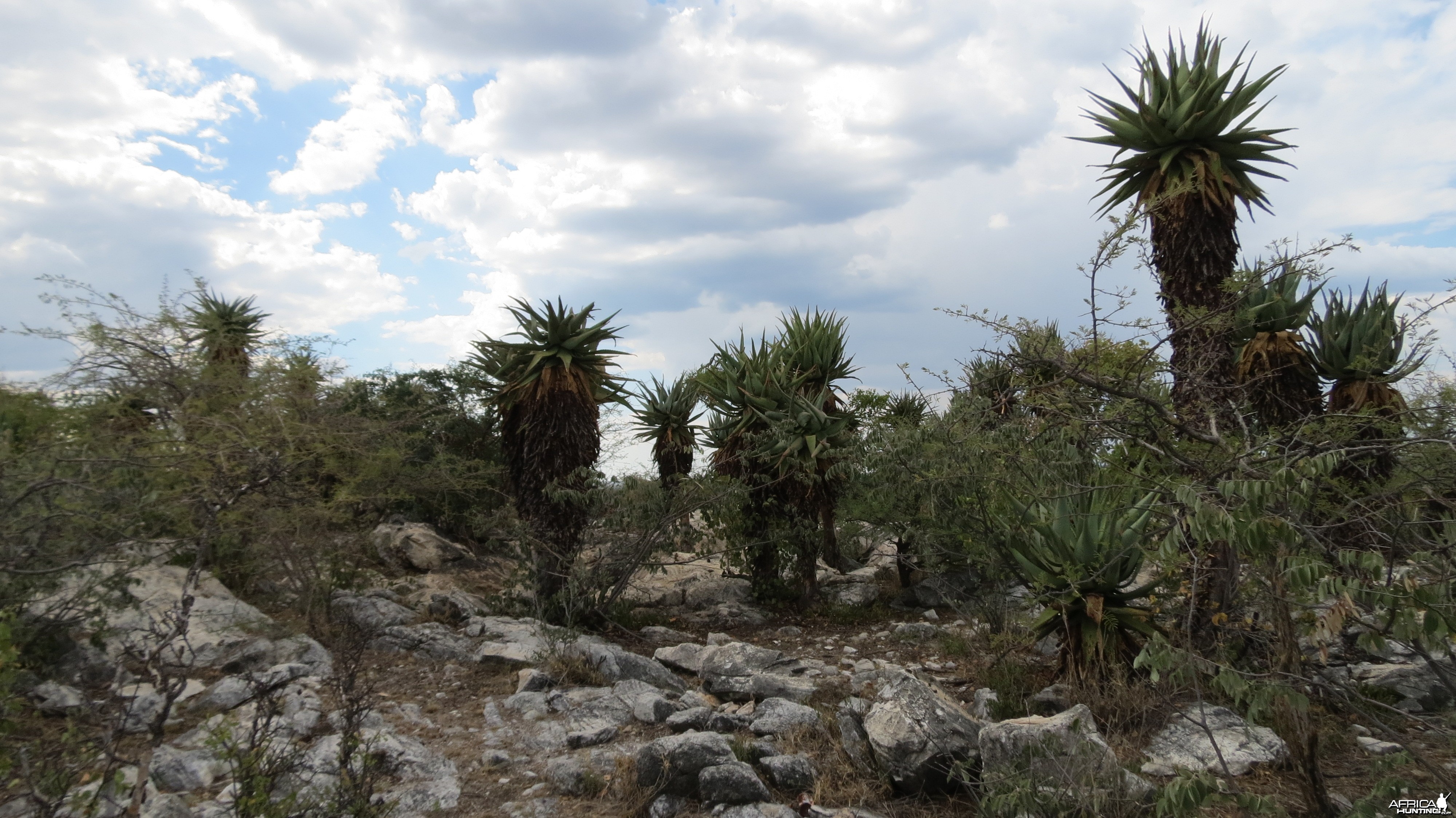 Aloes Namibia