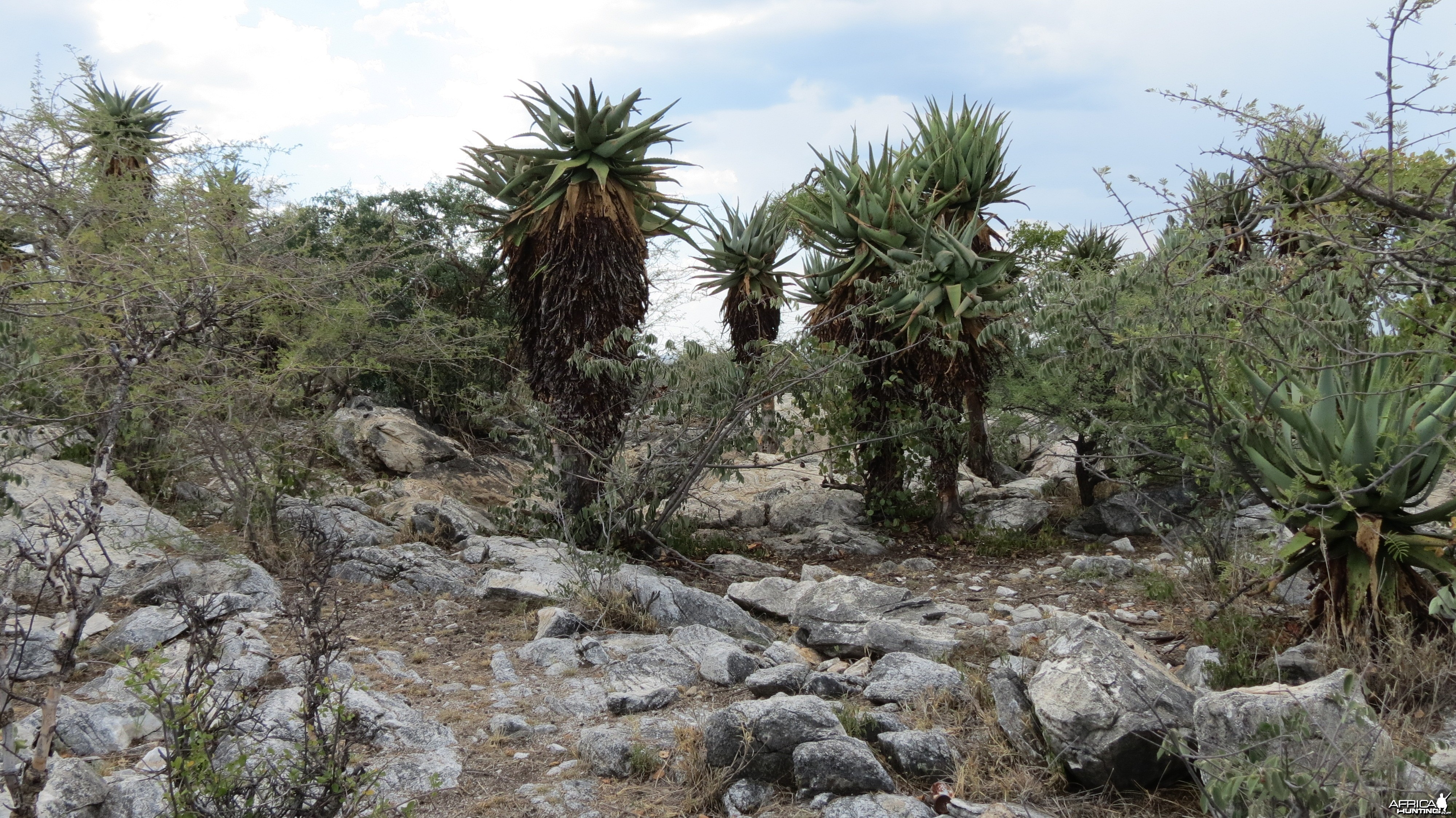 Aloes Namibia