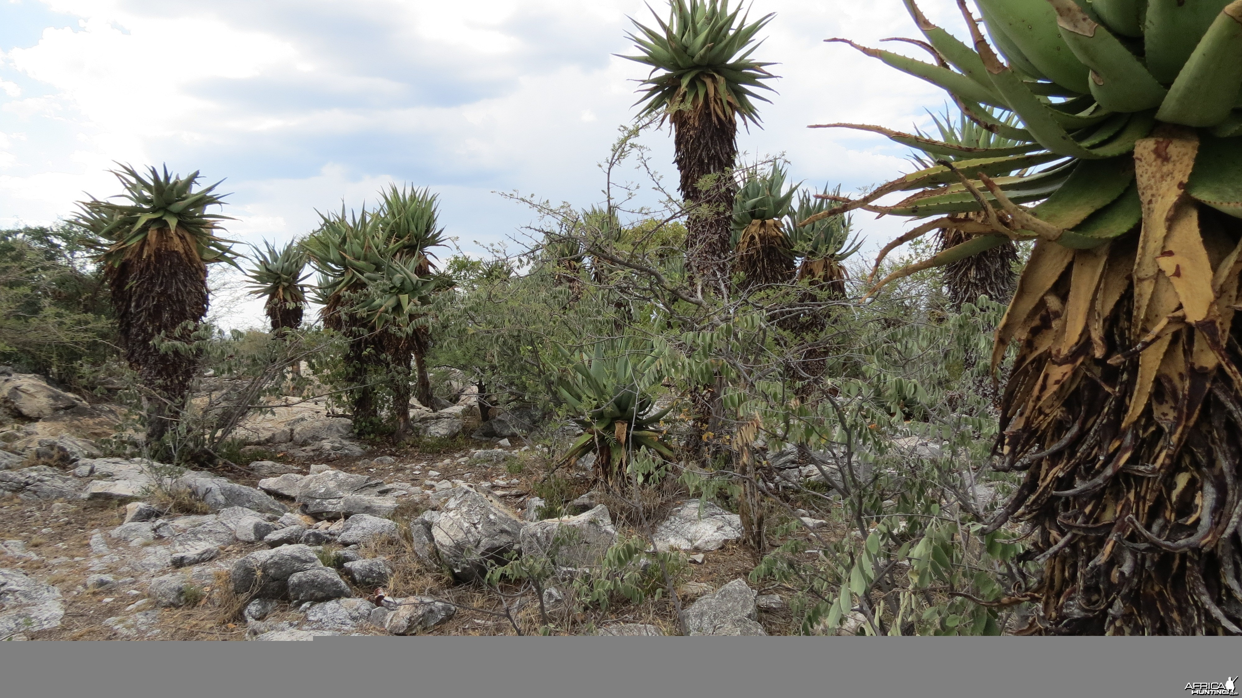 Aloes Namibia