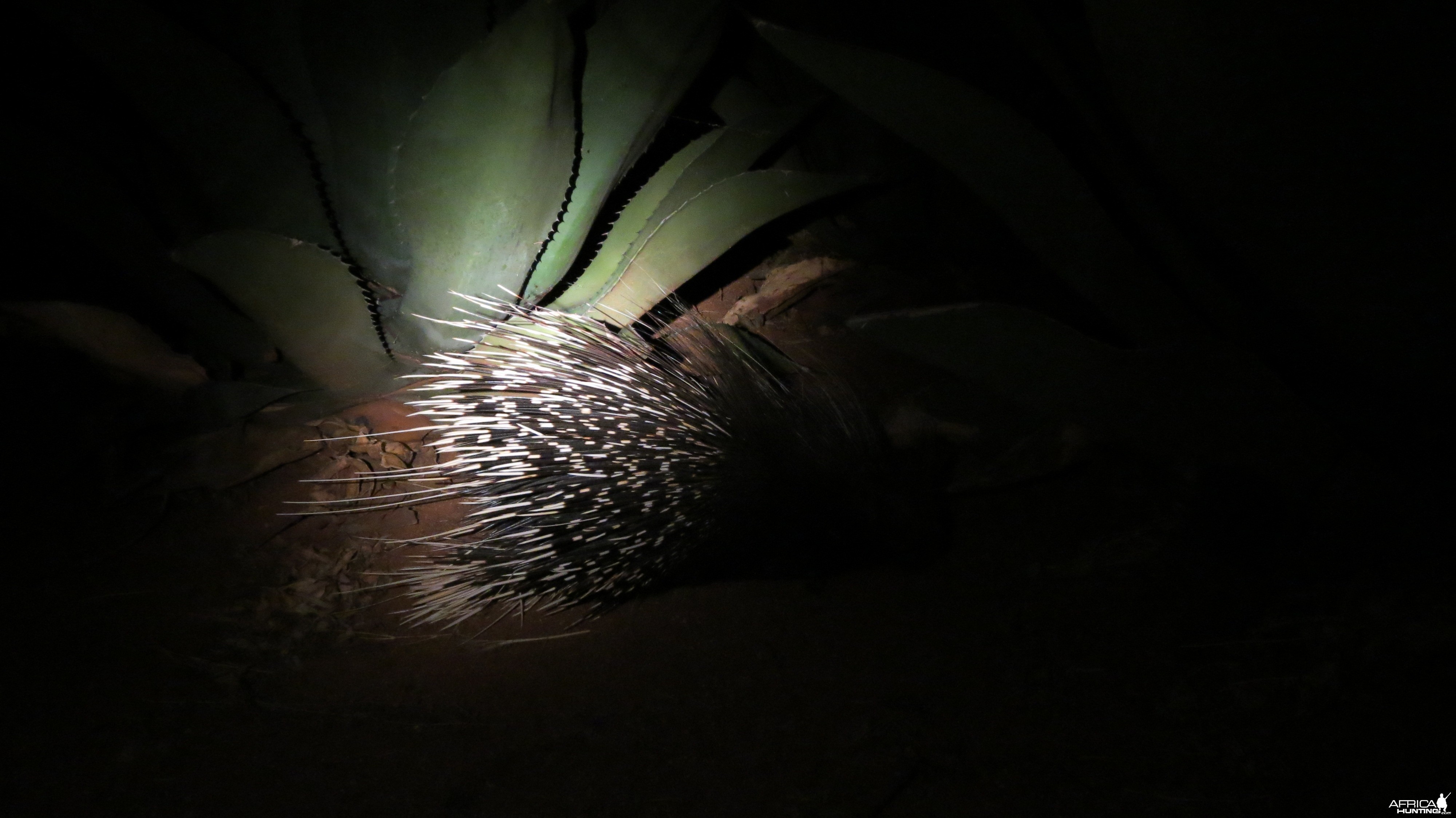 African Porcupine Namibia