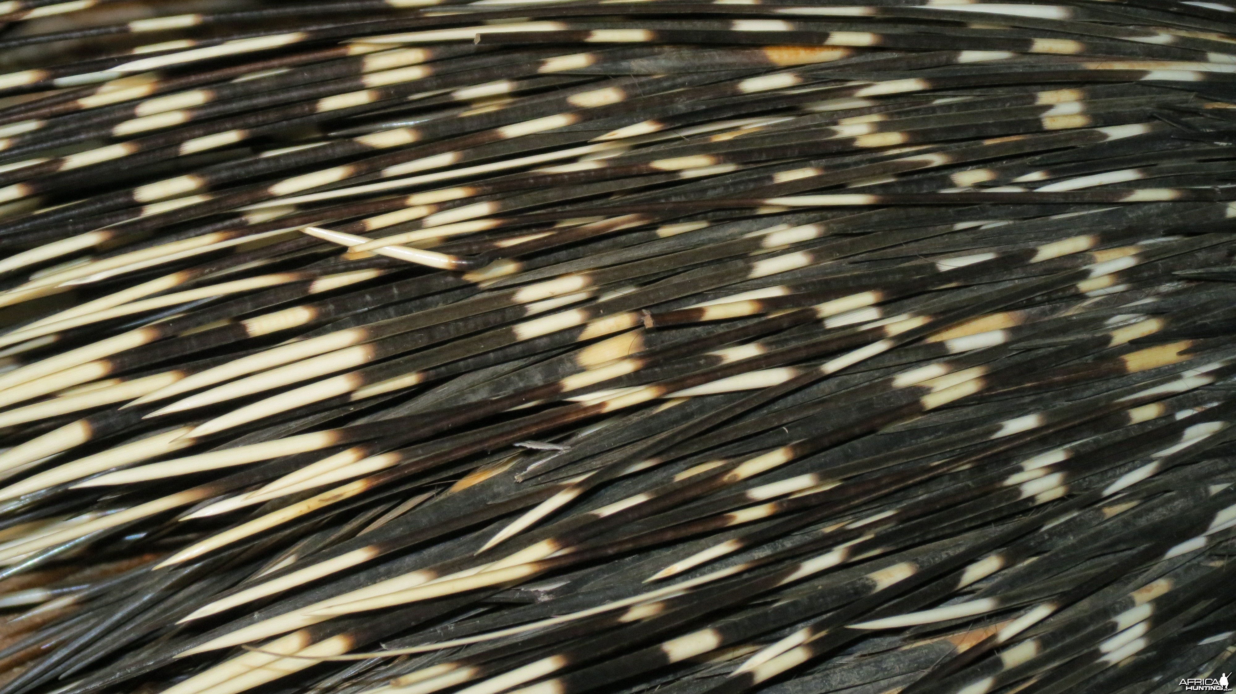 African Porcupine Namibia